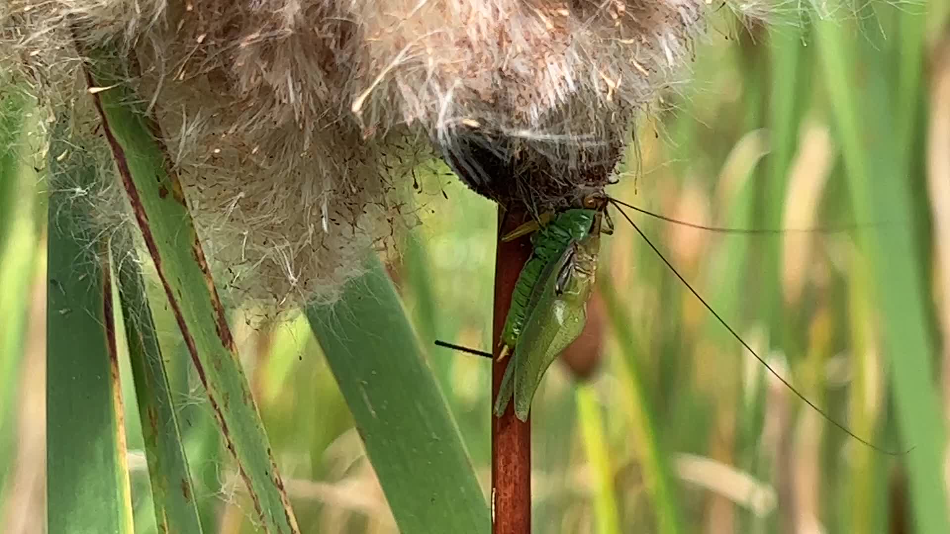 Black-legged meadow katydid