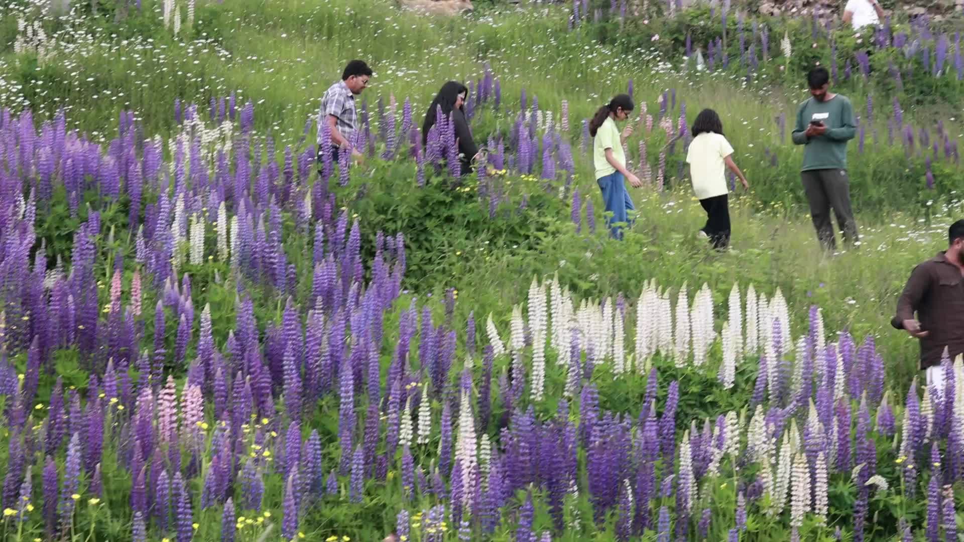 Tourists Flock To Kashmir Amid Heatwave In India