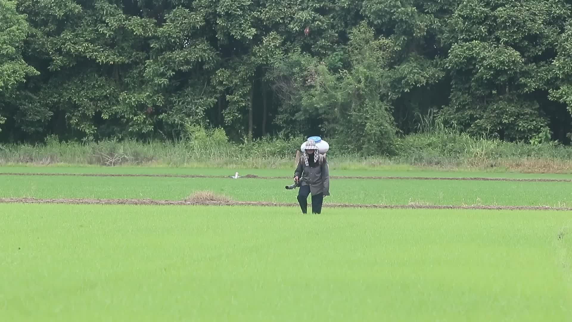 Herbicide In Thailand