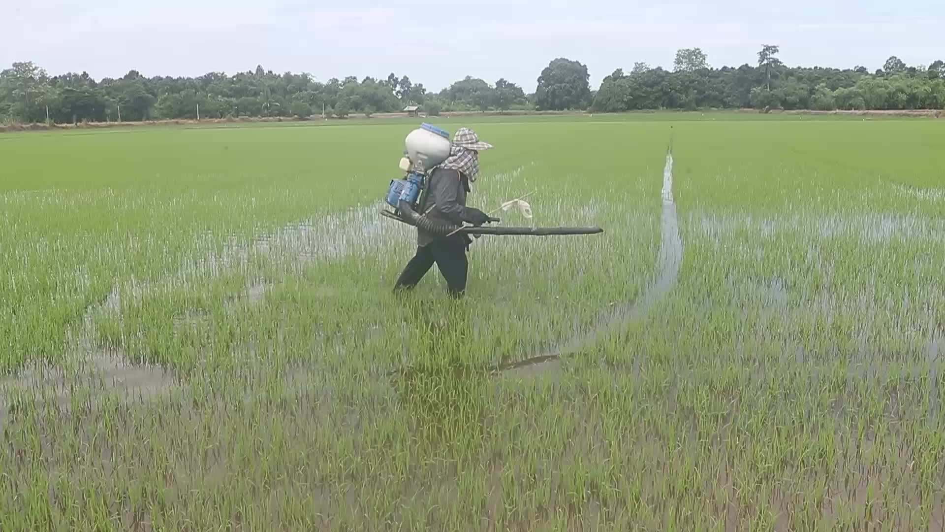 Herbicide In Thailand