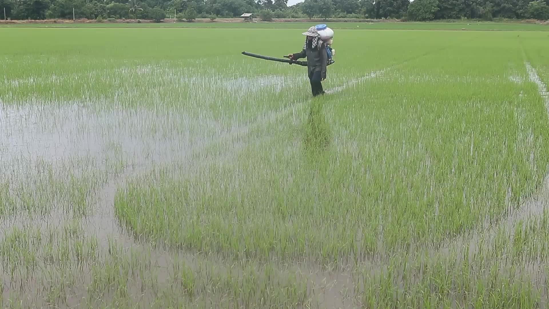Herbicide In Thailand