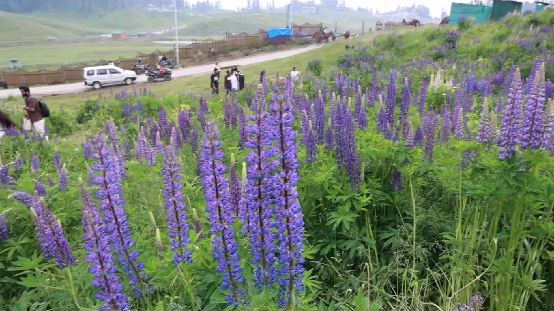 Tourists Flock To Kashmir Amid Heatwave In India