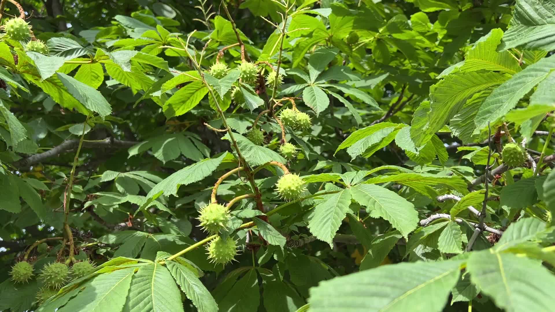Fruit on a horse chestnut tree