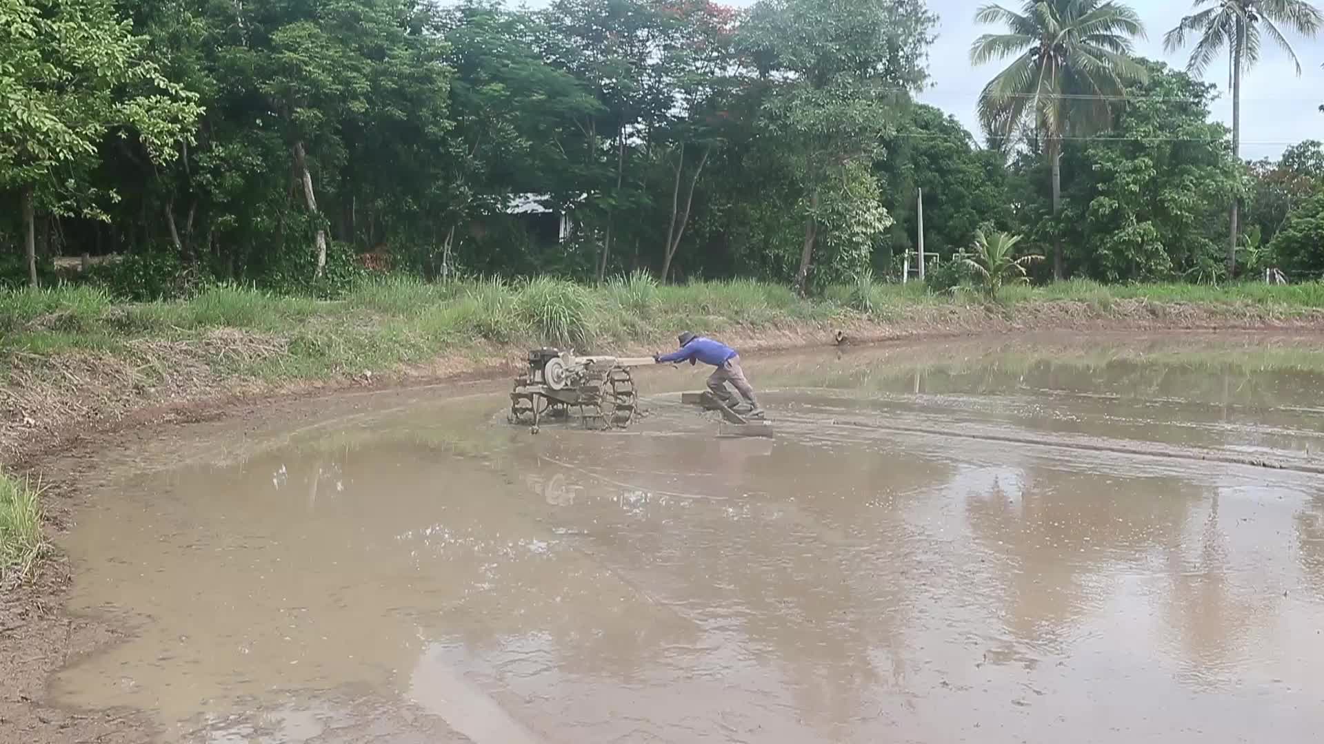 Thailand Agriculture