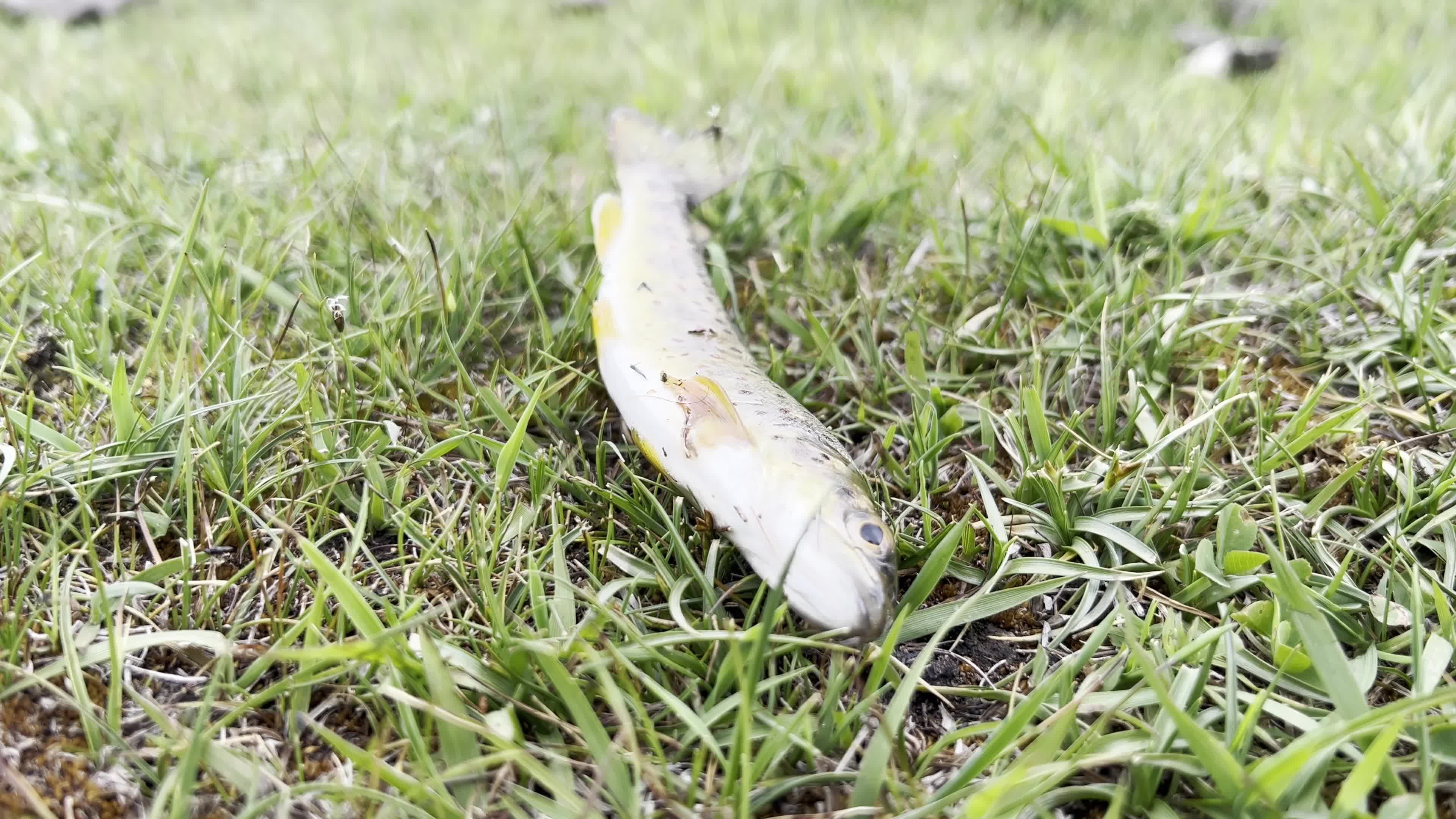 Residents Catch Trout Fish in River in Gilgit-Baltistan's Ghizer District