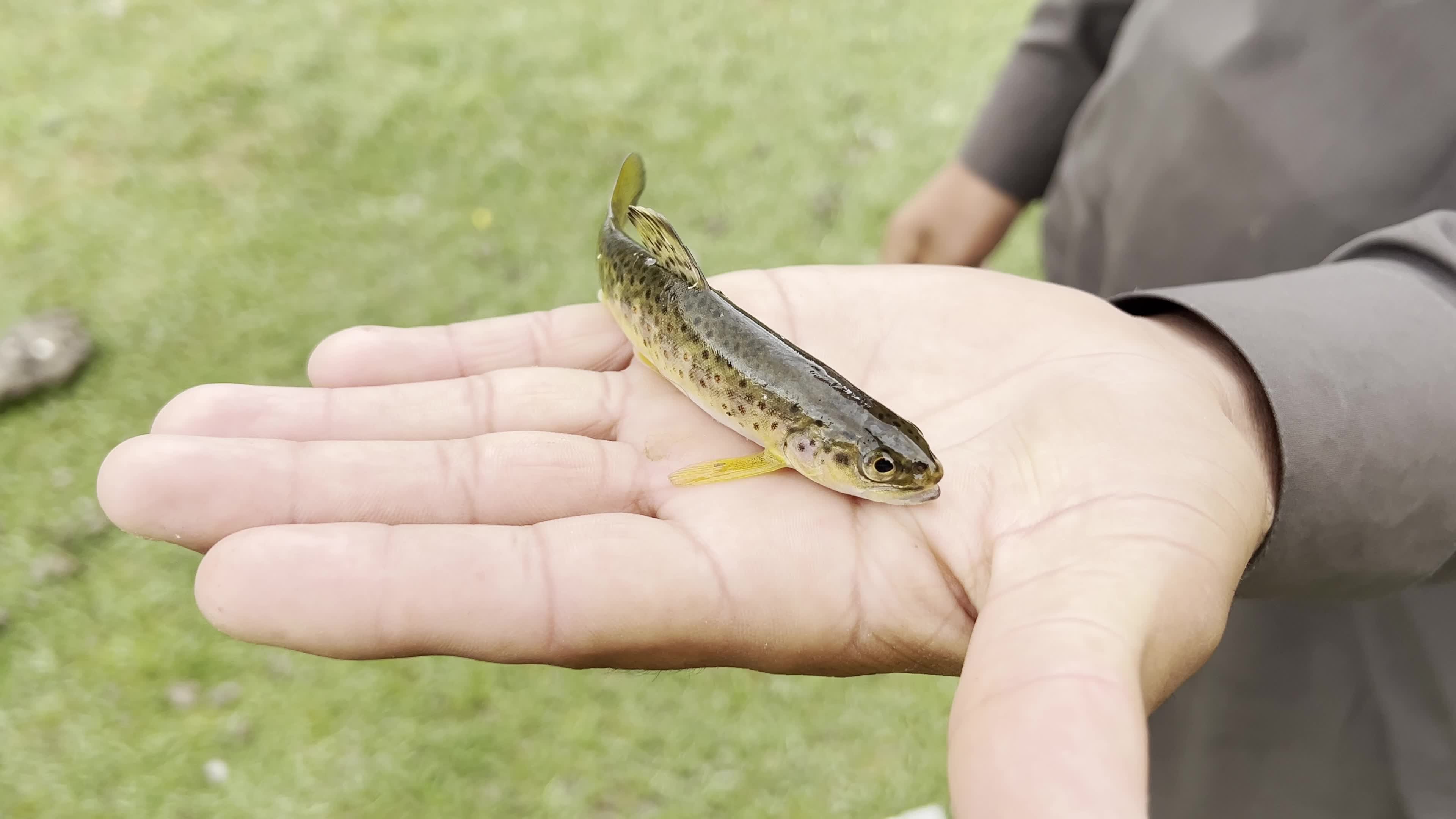 Residents Catch Trout Fish in River in Gilgit-Baltistan's Ghizer District