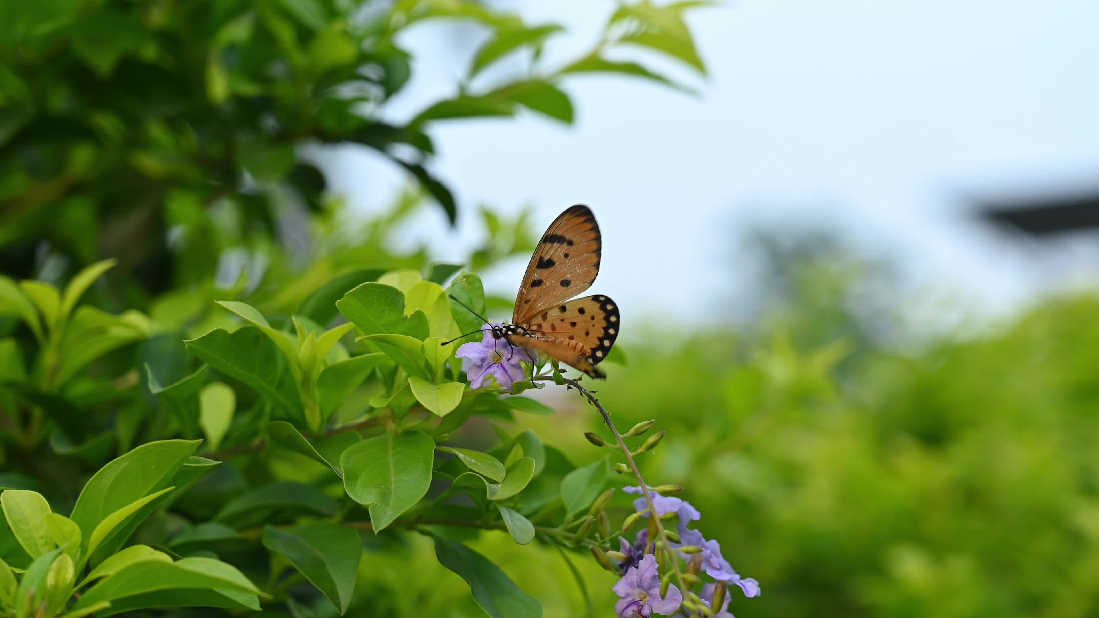 Tawny Coster Butterfly - Toxic Plant - Global Warming - Animal India