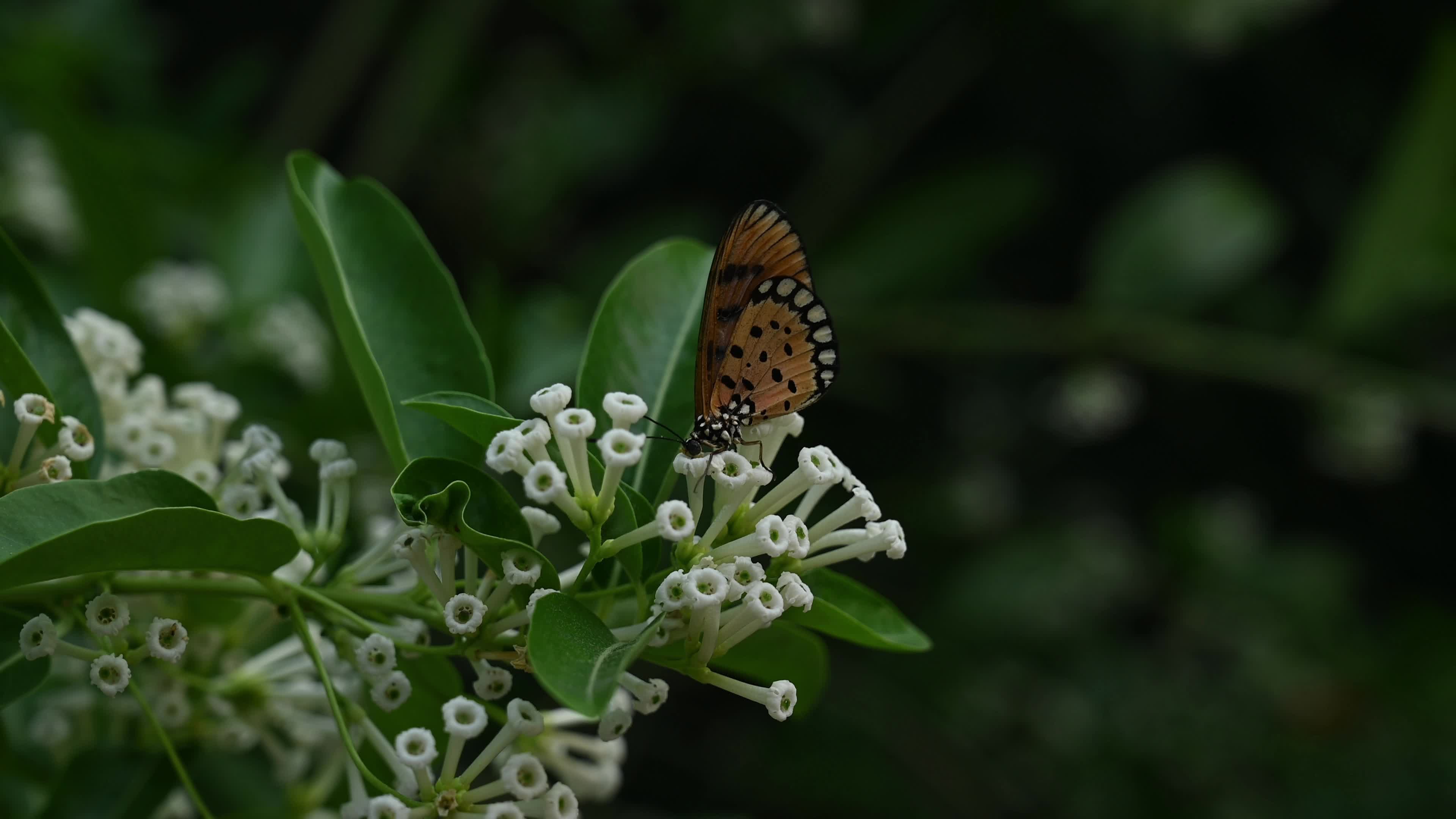 Tawny Coster Butterfly - Toxic Plant - Global Warming - Animal India