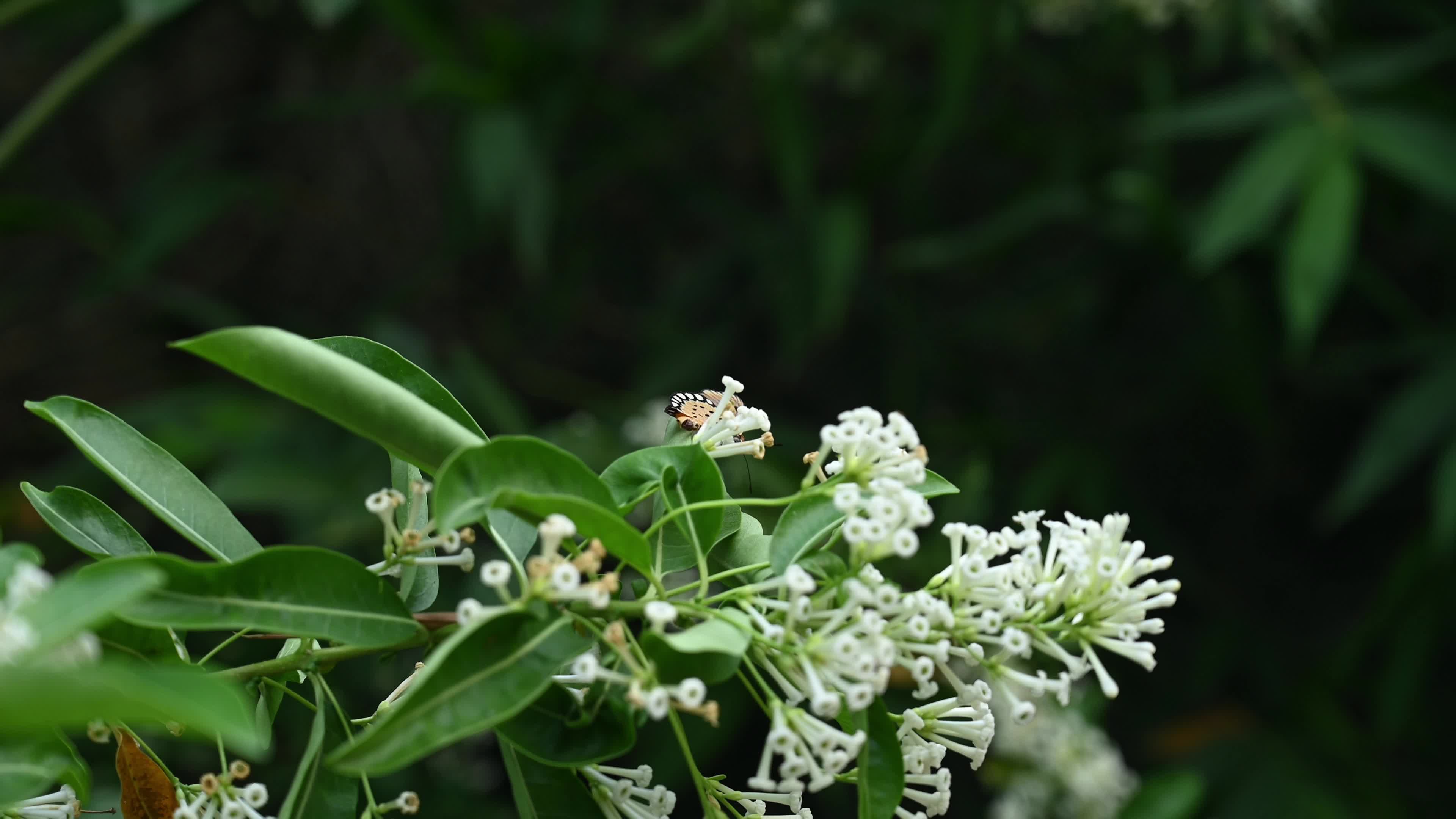 Tawny Coster Butterfly - Toxic Plant - Global Warming - Animal India