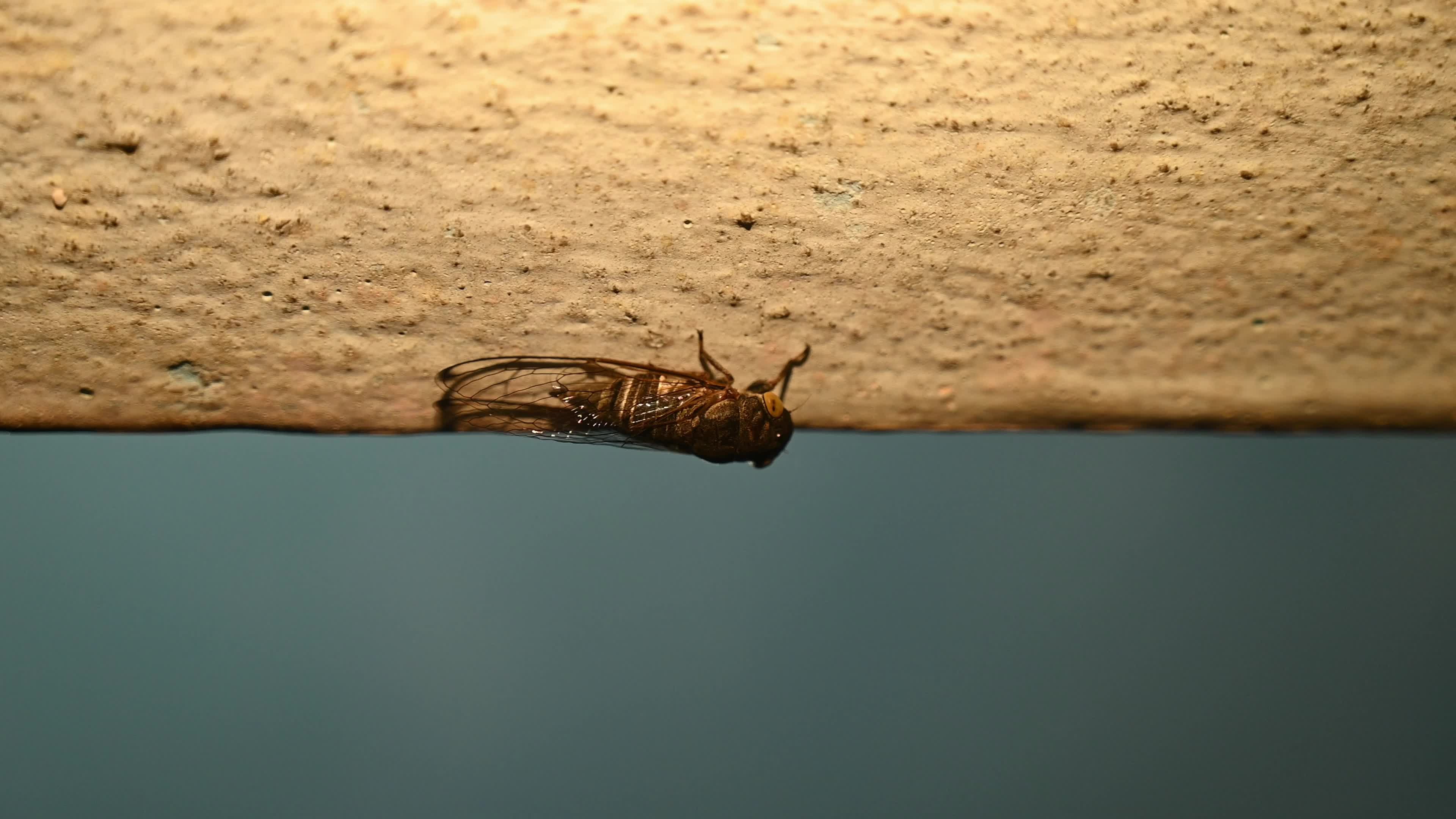 Cicada - Biodiversity - Lemuriana apicalis - India