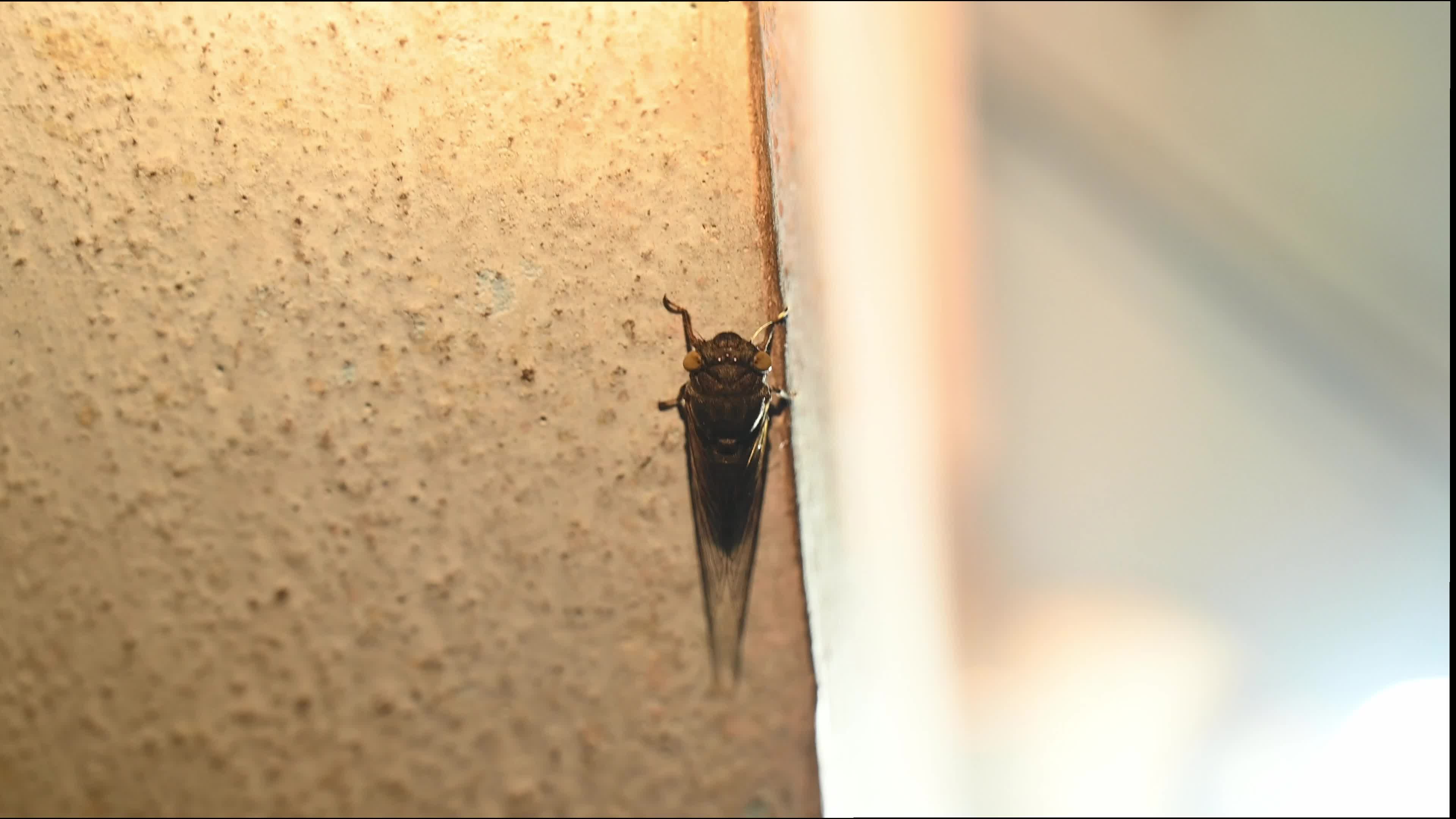 Cicada - Biodiversity - Lemuriana apicalis - India
