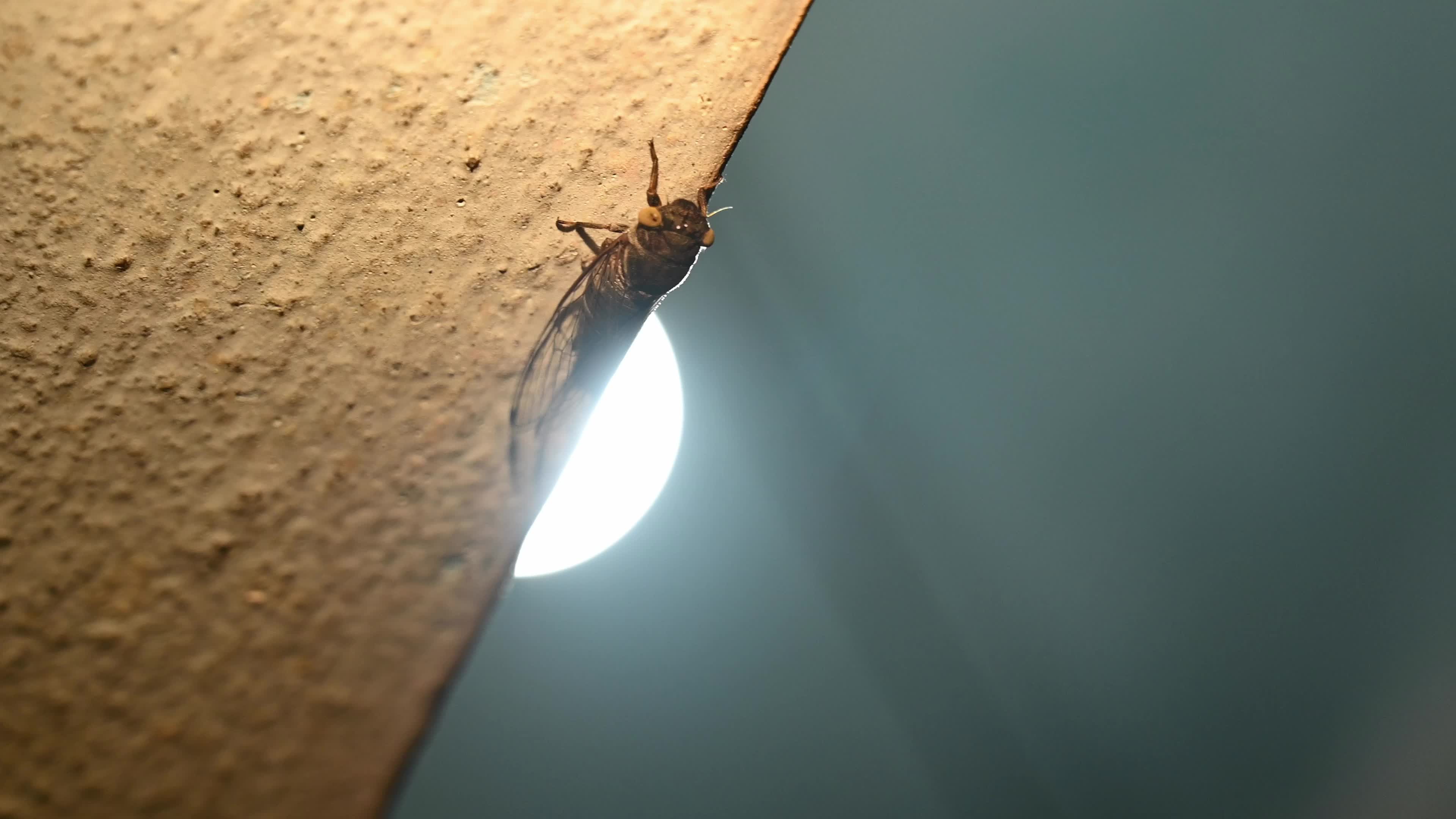 Cicada - Biodiversity - Lemuriana apicalis - India