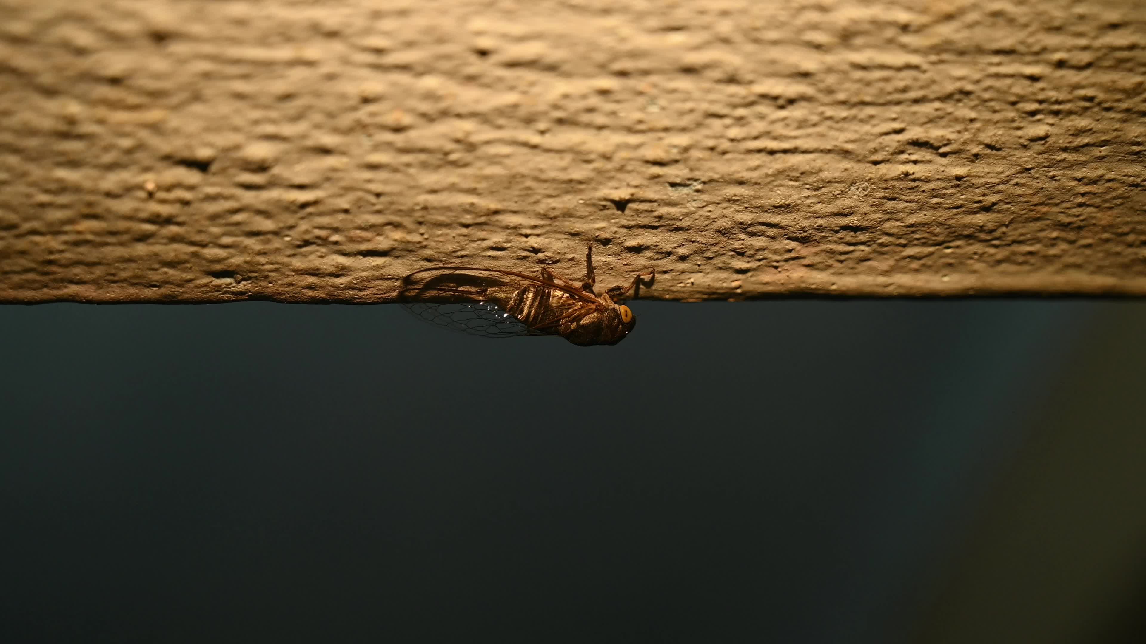 Cicada - Biodiversity - Lemuriana apicalis - India