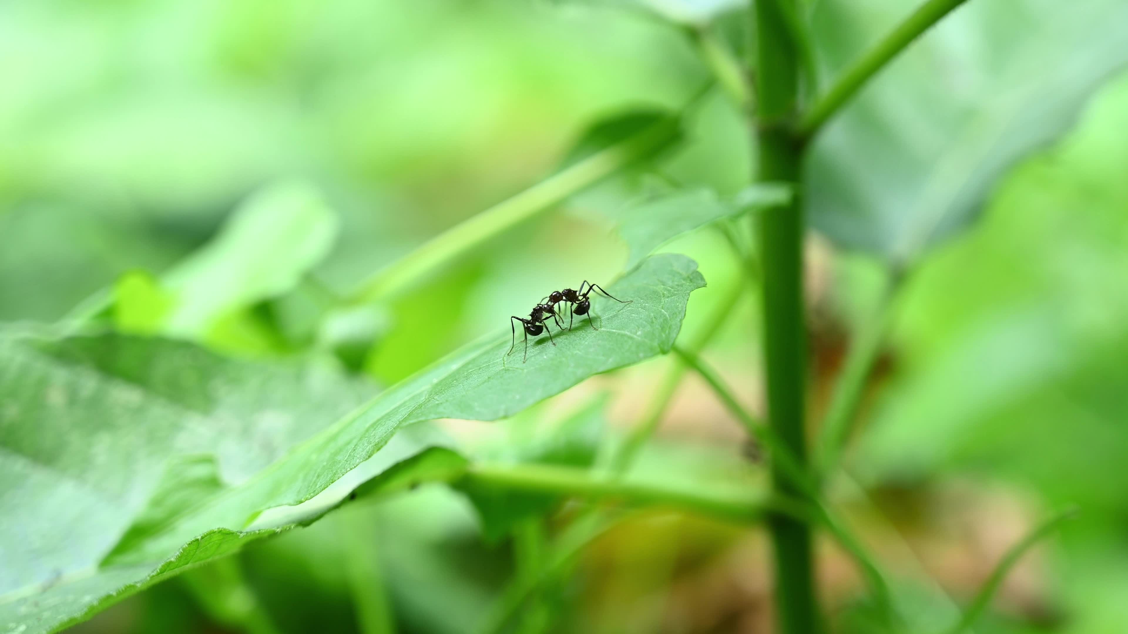 Ants fight - Polyrhachis ants - Animal India