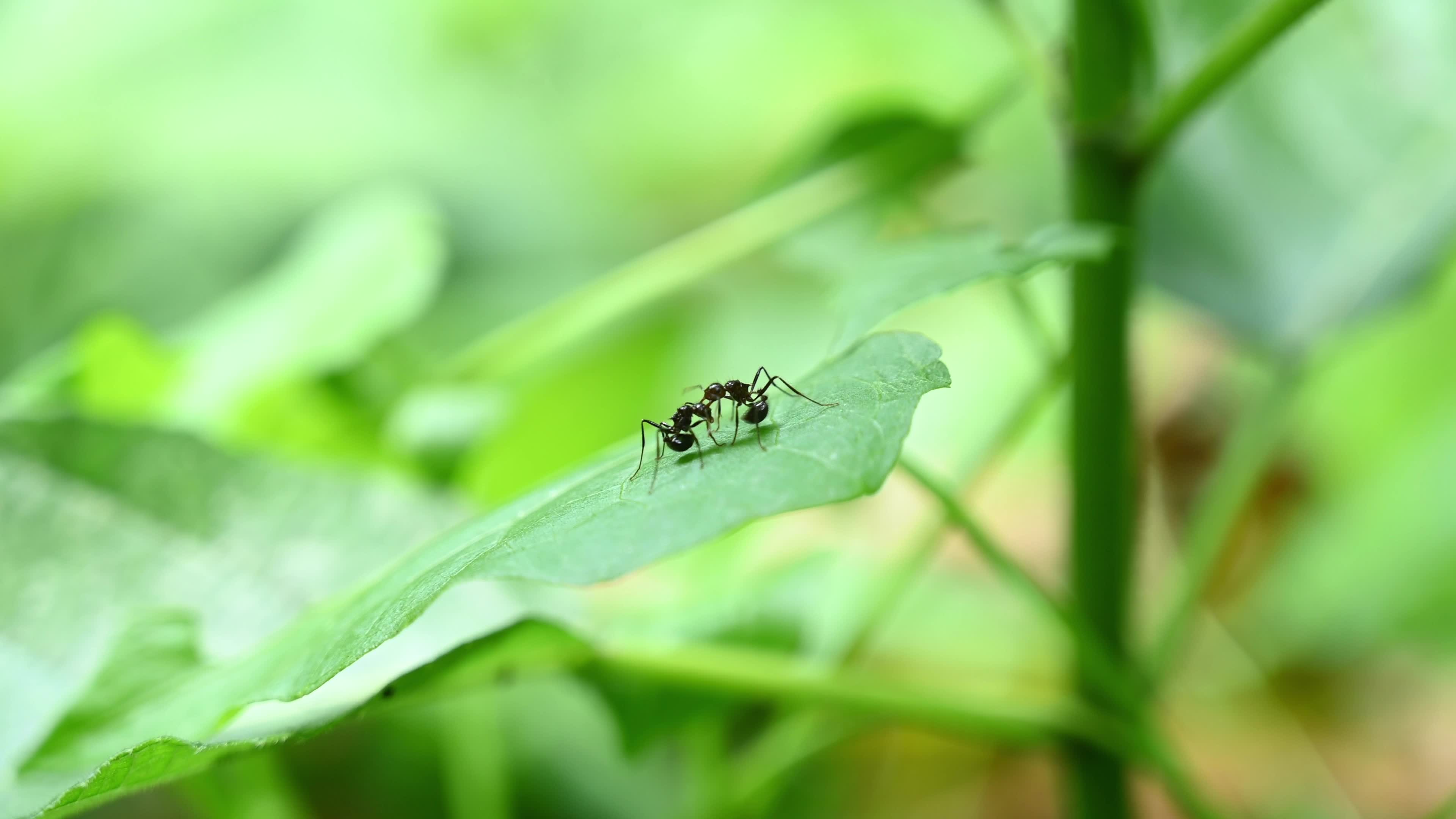 Ants fight - Polyrhachis ants - Animal India