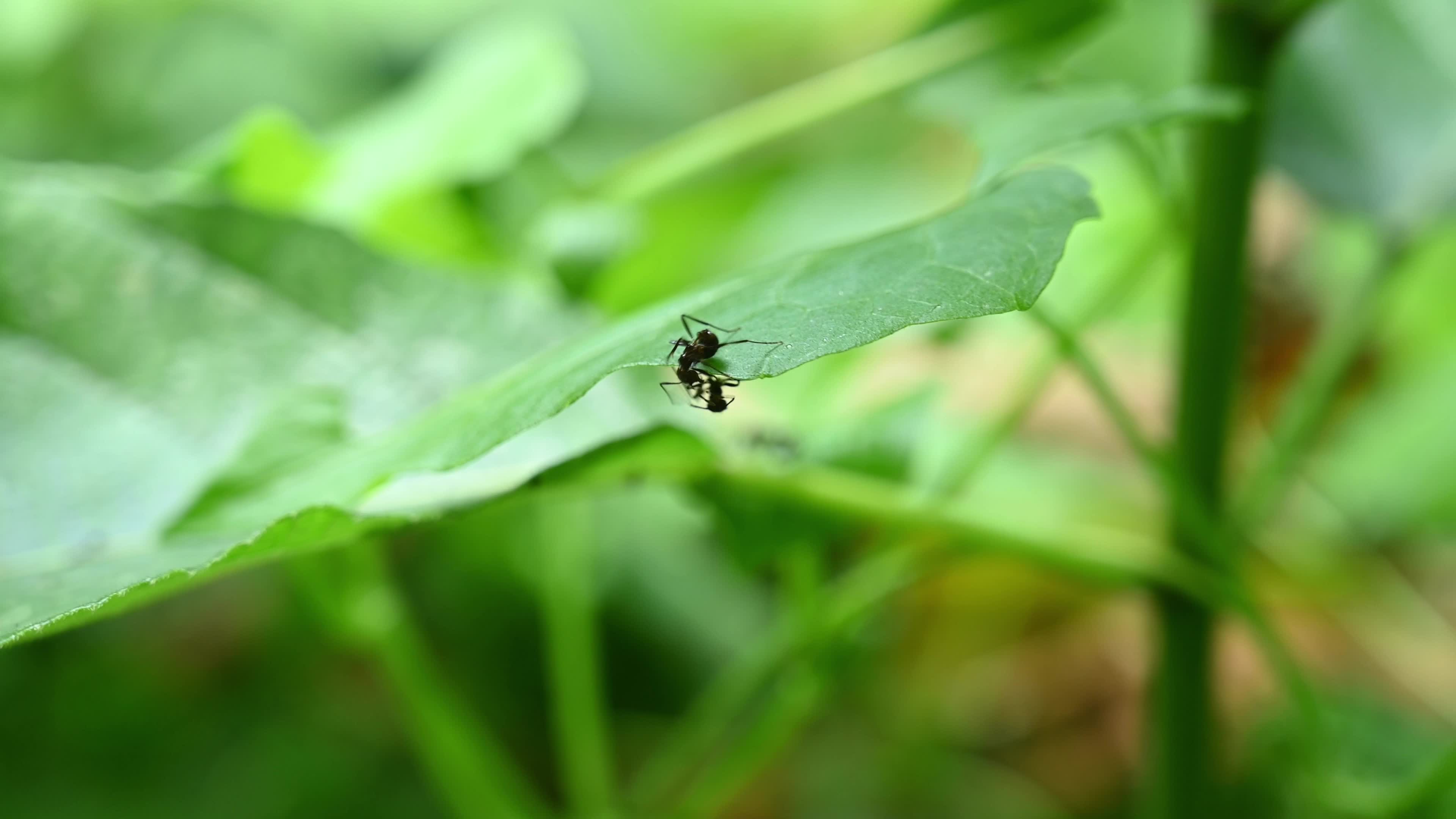 Ants fight - Polyrhachis ants - Animal India