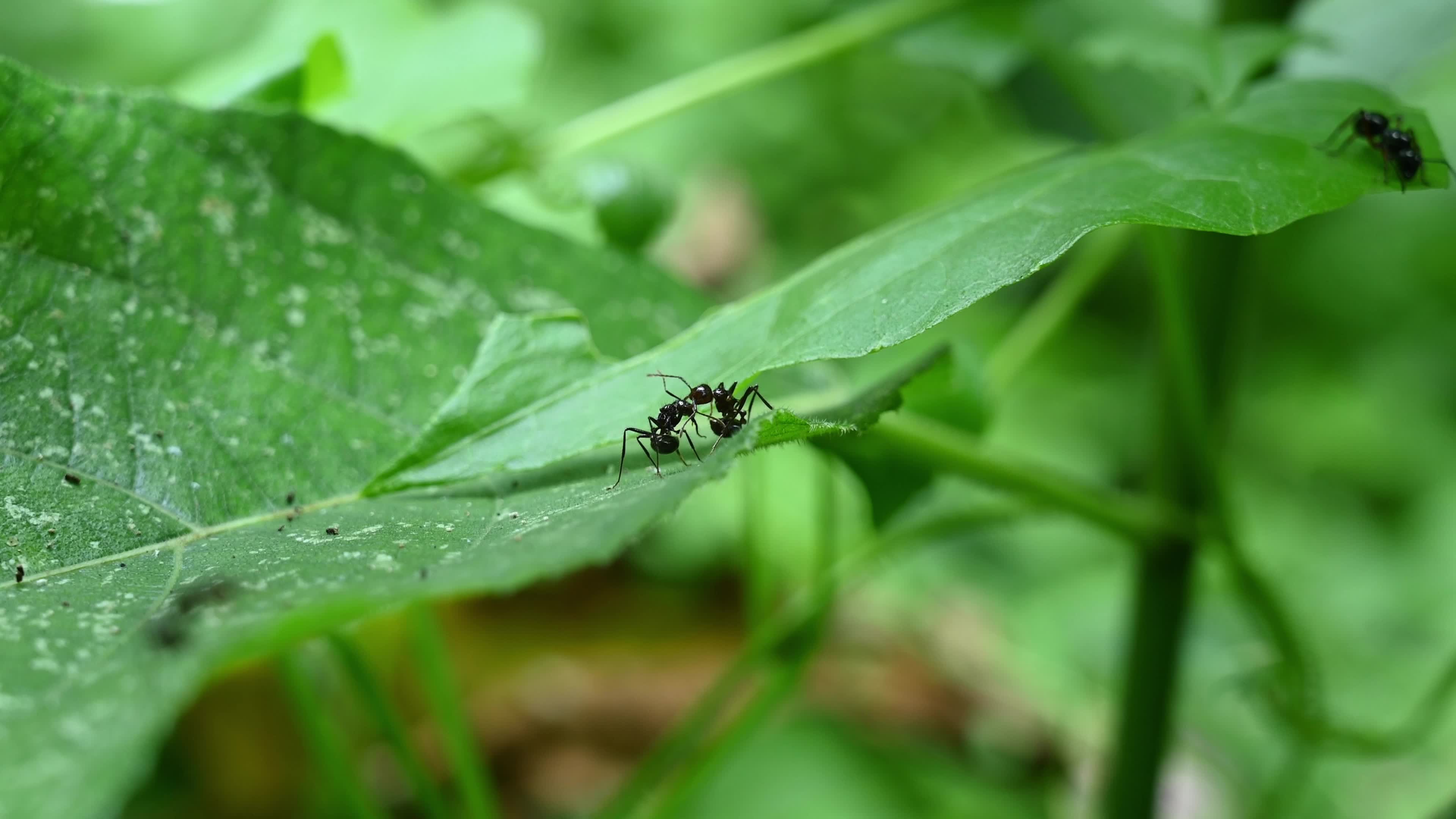 Ants fight - Polyrhachis ants - Animal India
