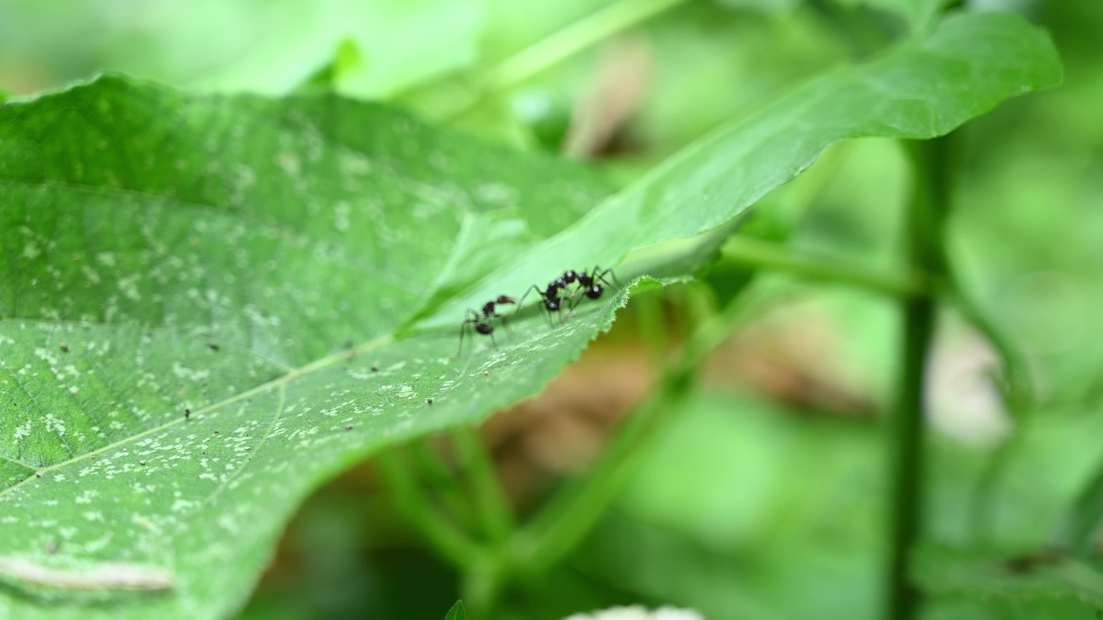Ants fight - Polyrhachis ants - Animal India