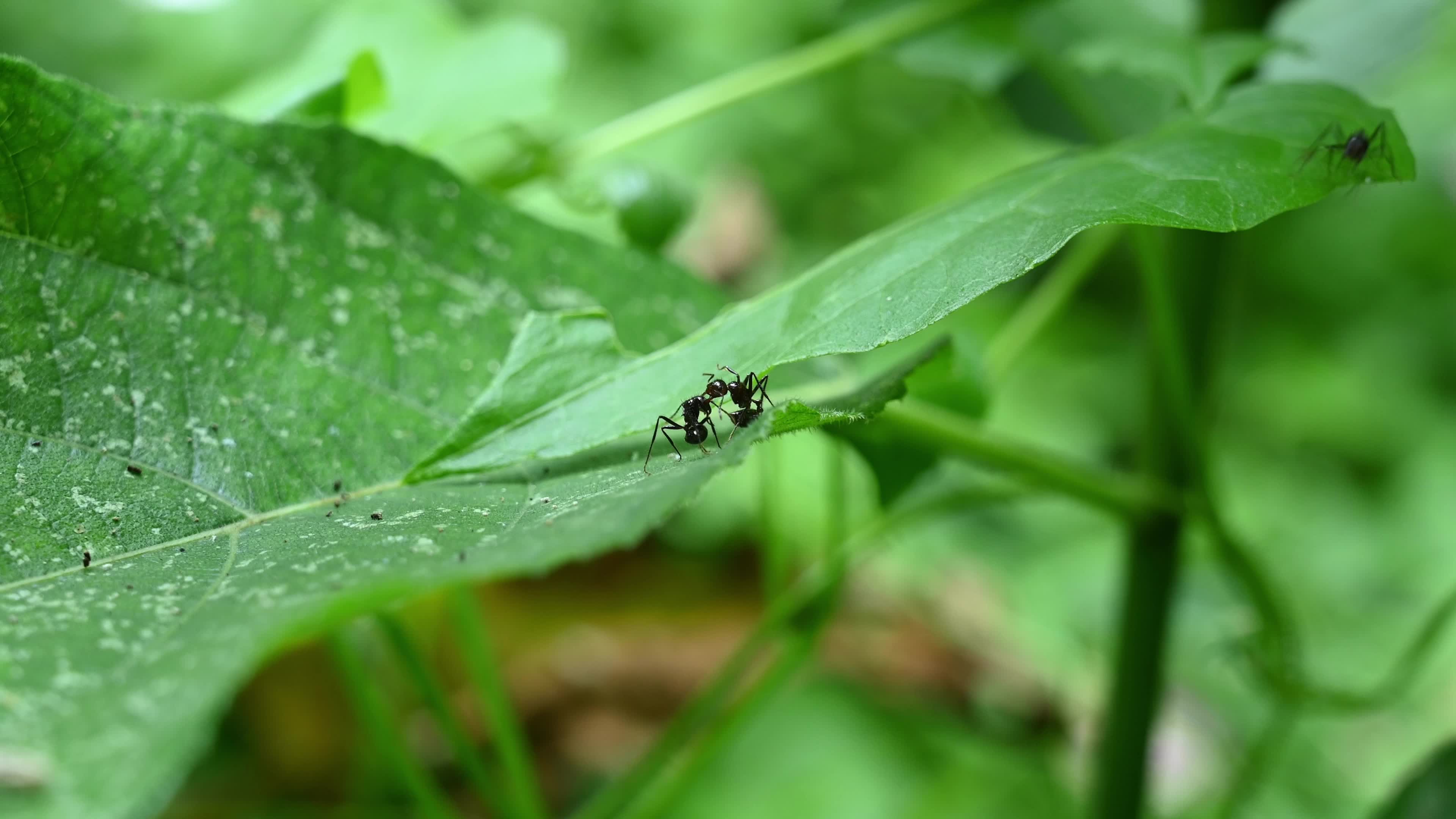 Ants fight - Polyrhachis ants - Animal India