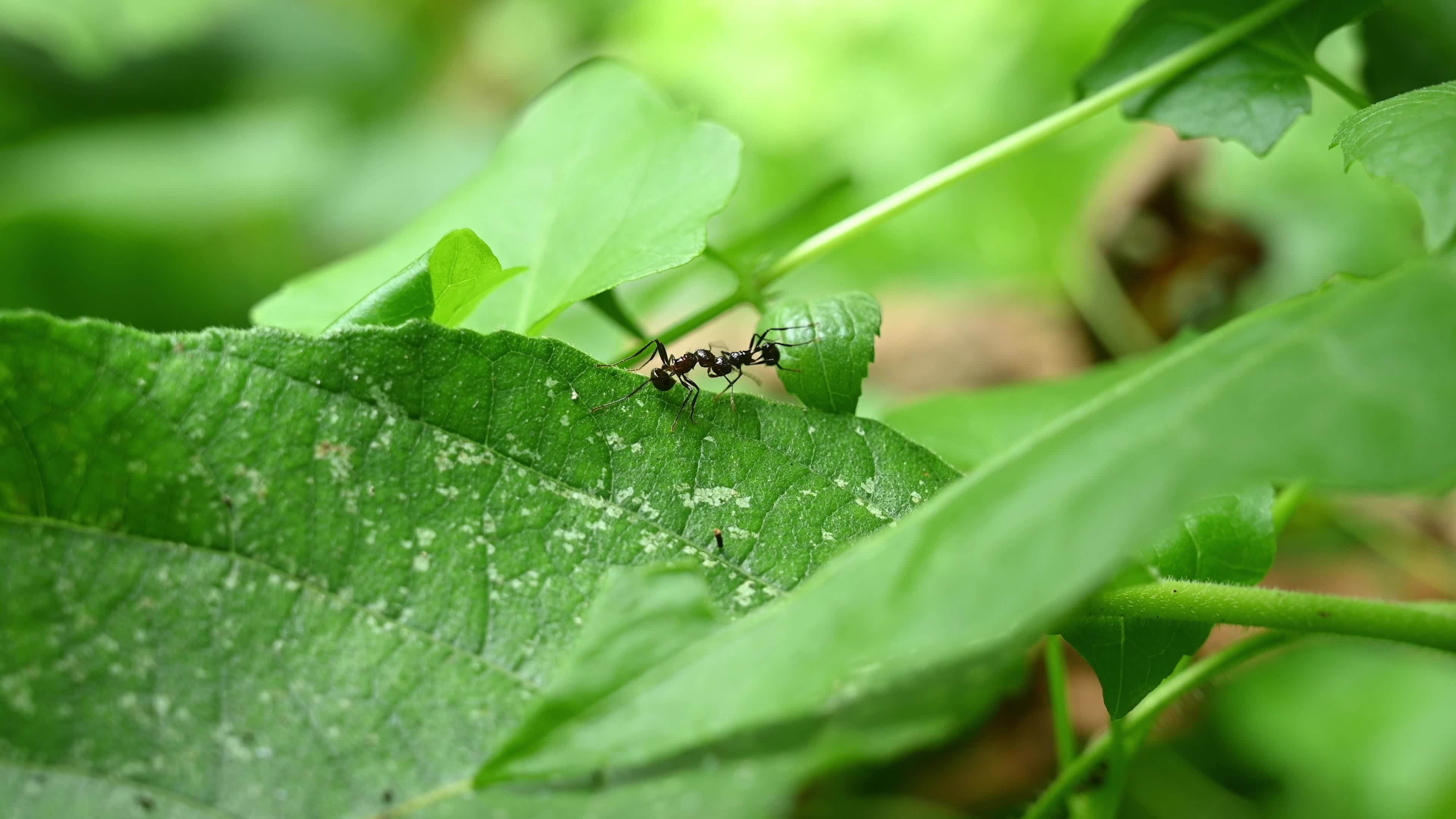 Ants fight - Polyrhachis ants - Animal India