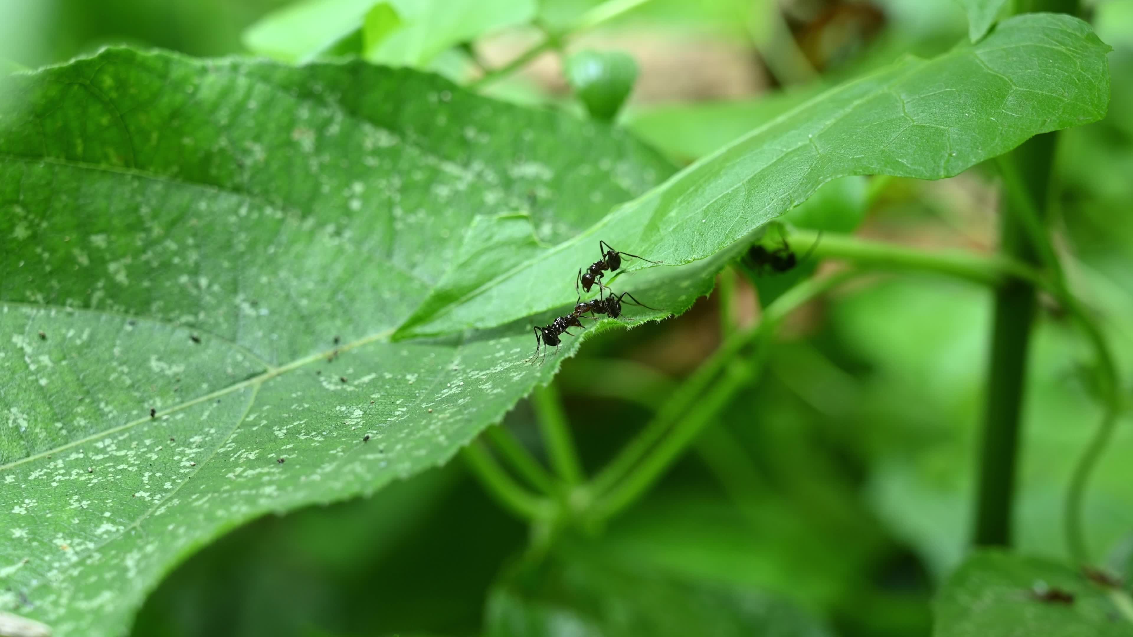 Ants fight - Polyrhachis ants - Animal India