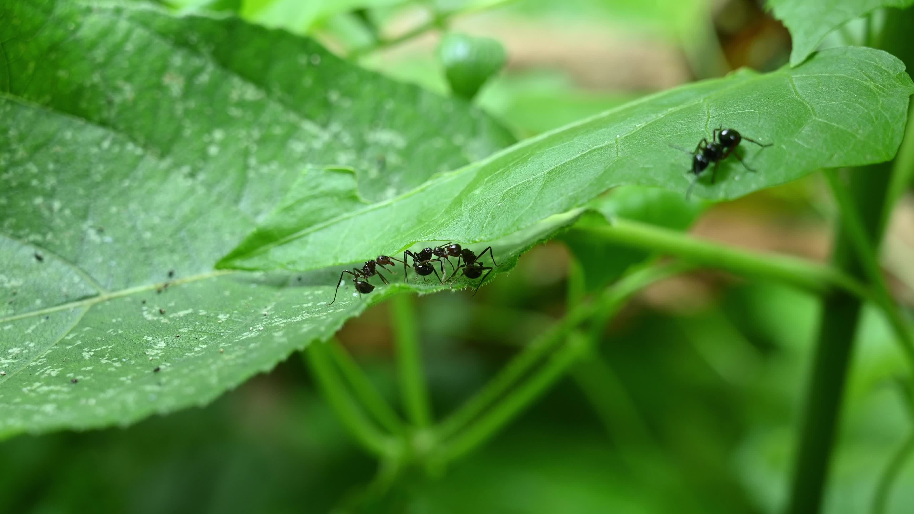 Ants fight - Polyrhachis ants - Animal India