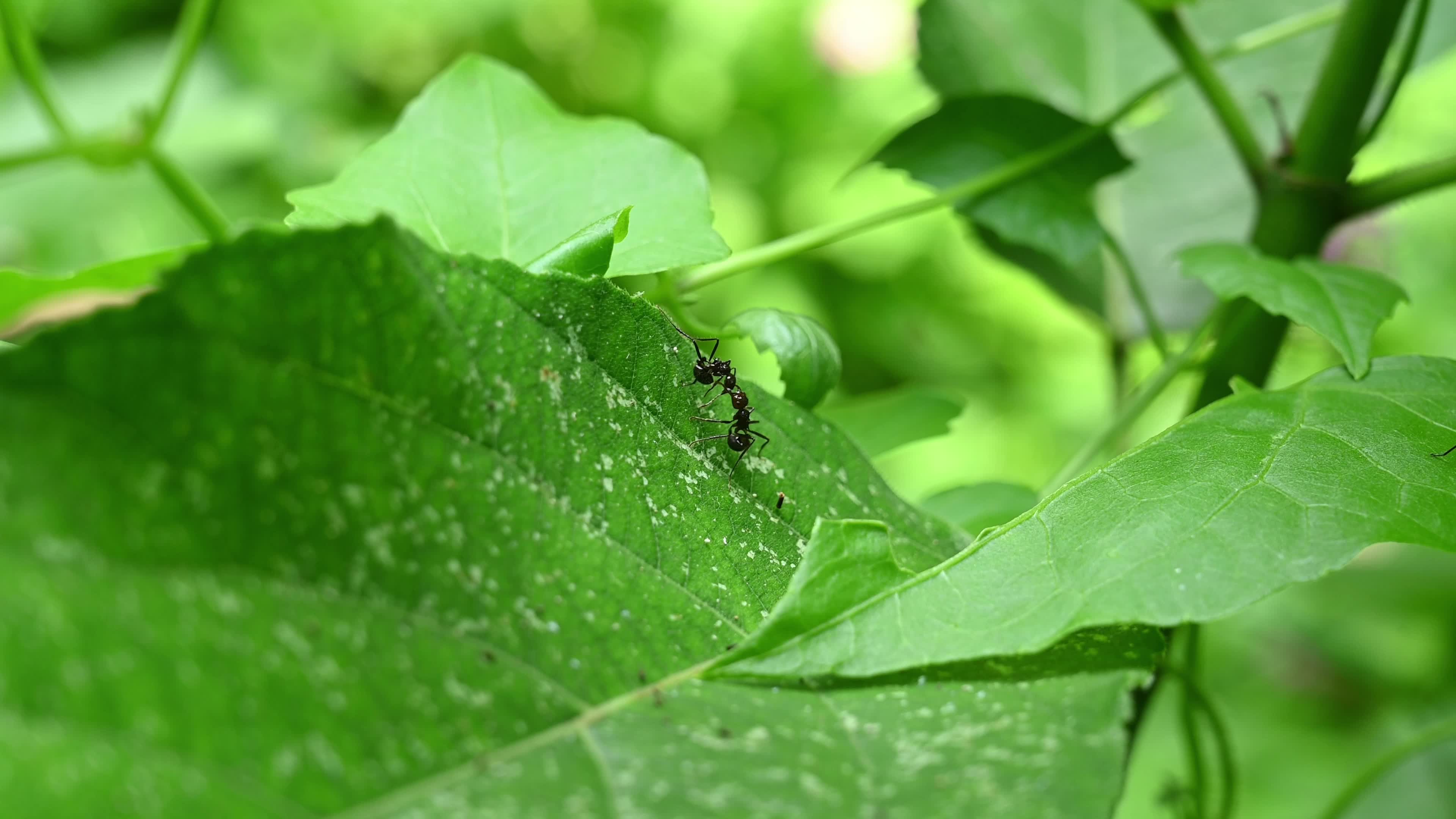 Ants fight - Polyrhachis ants - Animal India