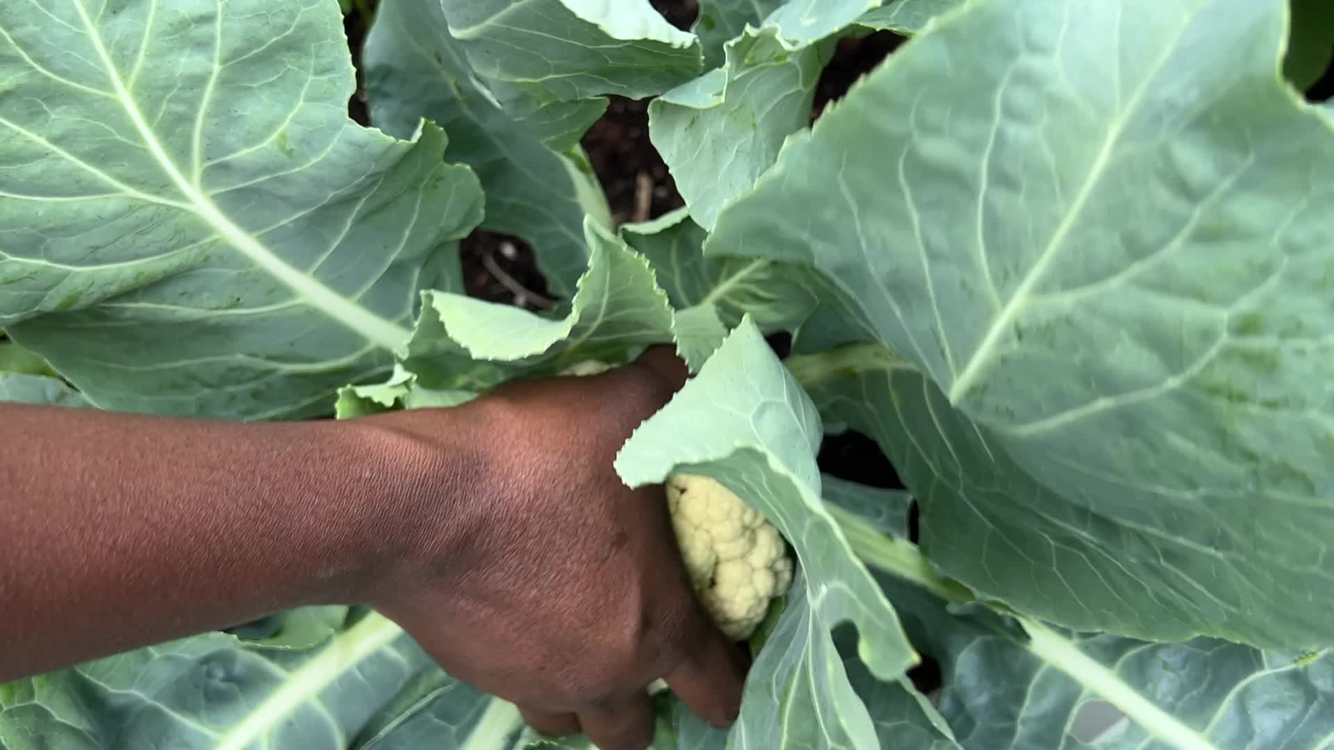Agriculture in Canada- Cauliflower