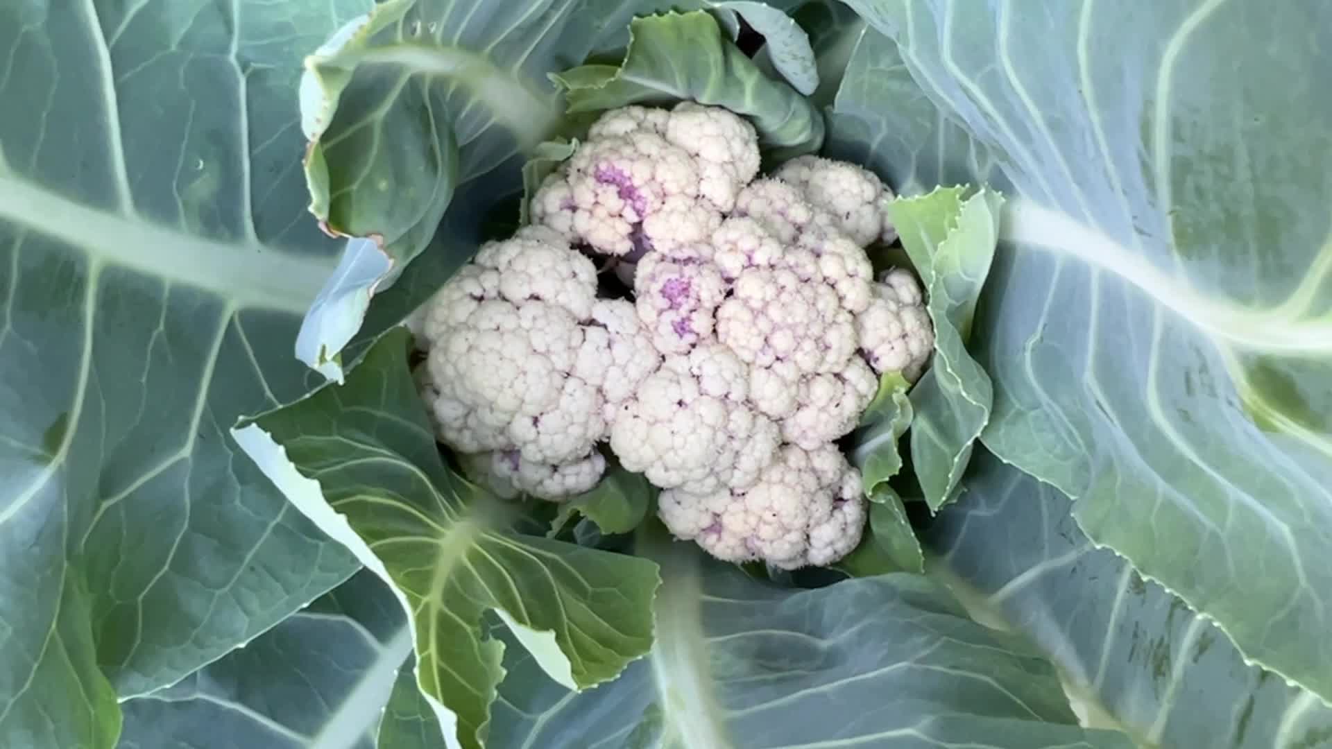 Agriculture in Canada- Cauliflower