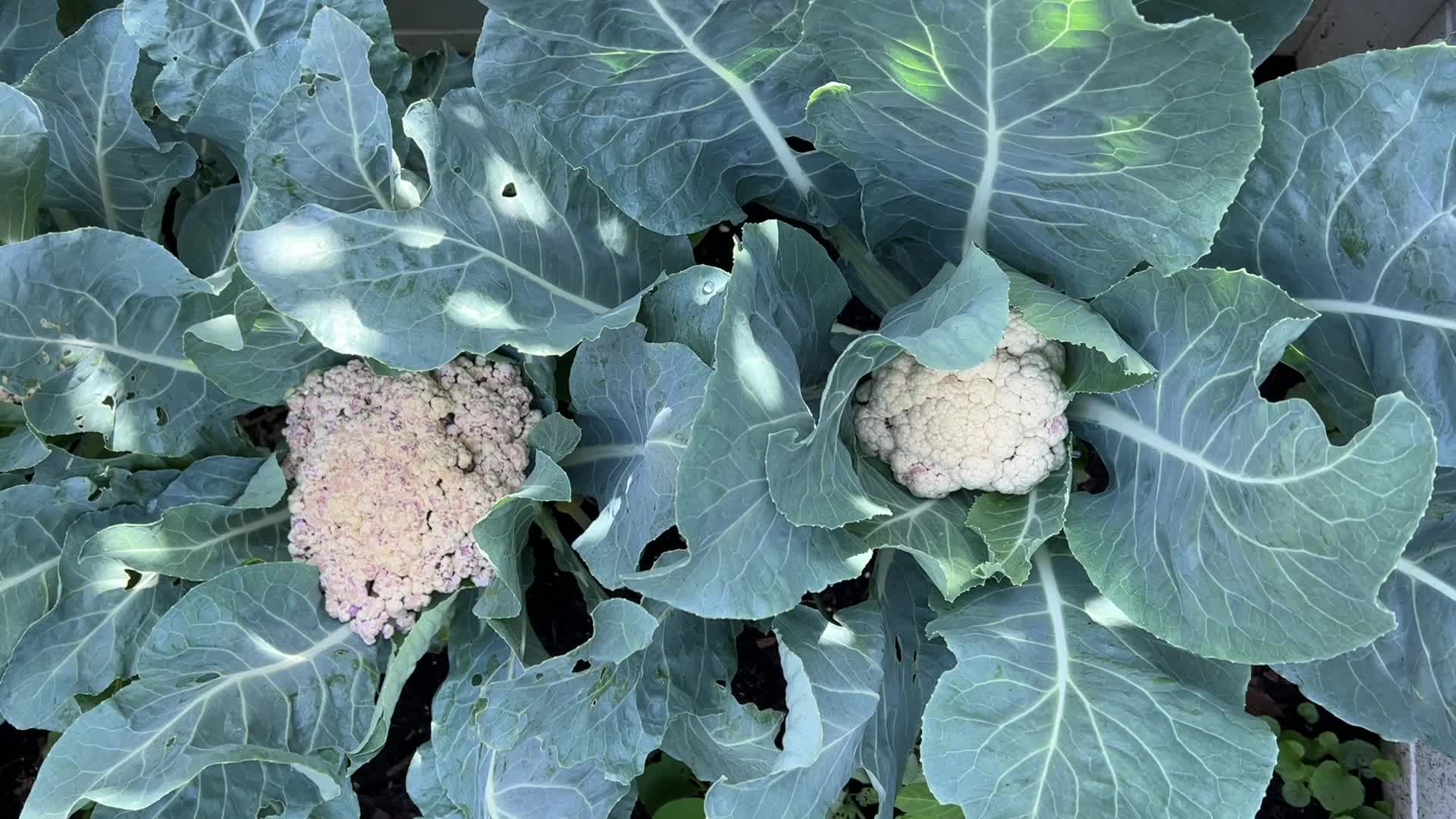 Agriculture in Canada- Cauliflower