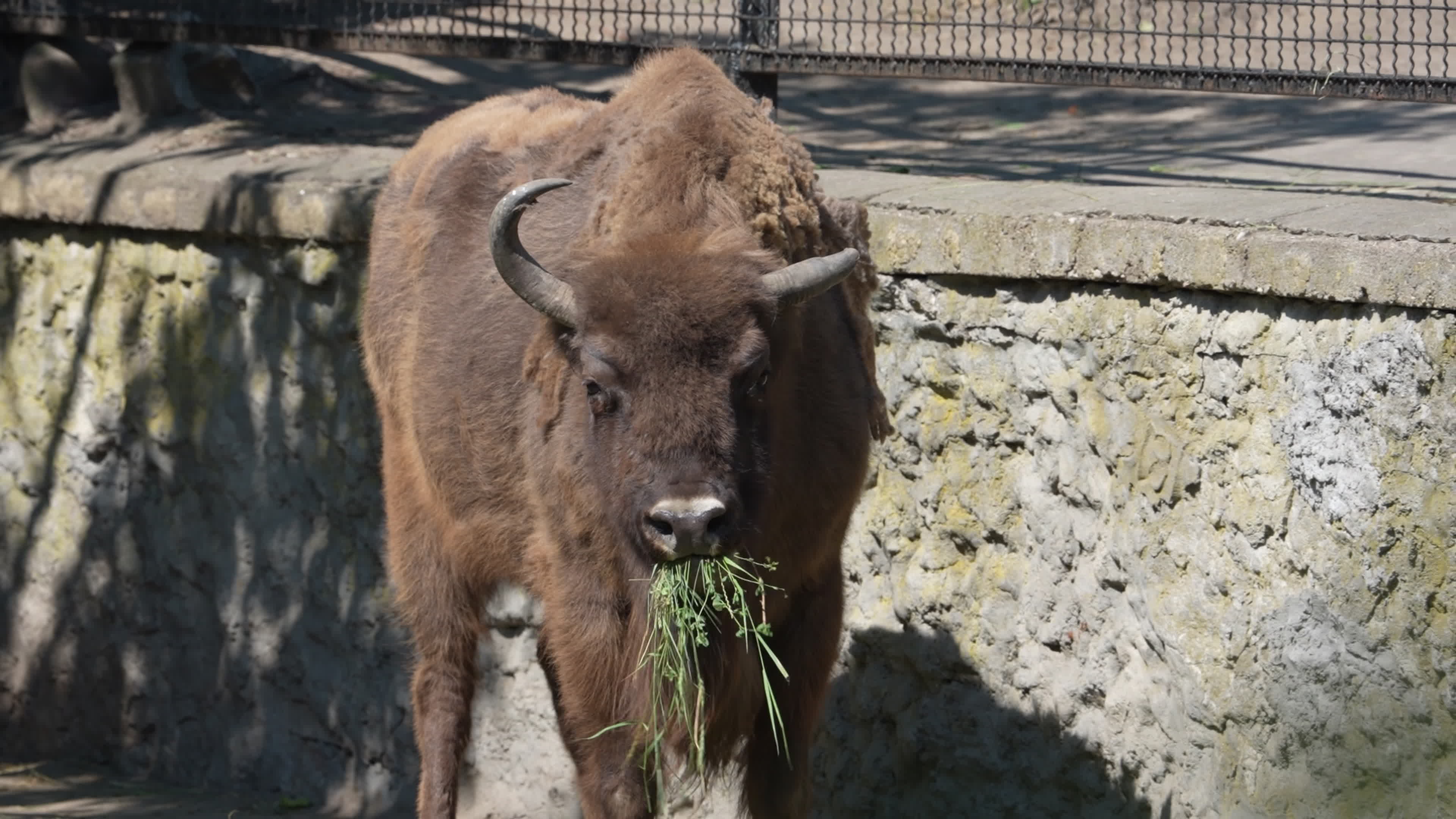 Animals at Warsaw Zoo take cover as heatwave hits