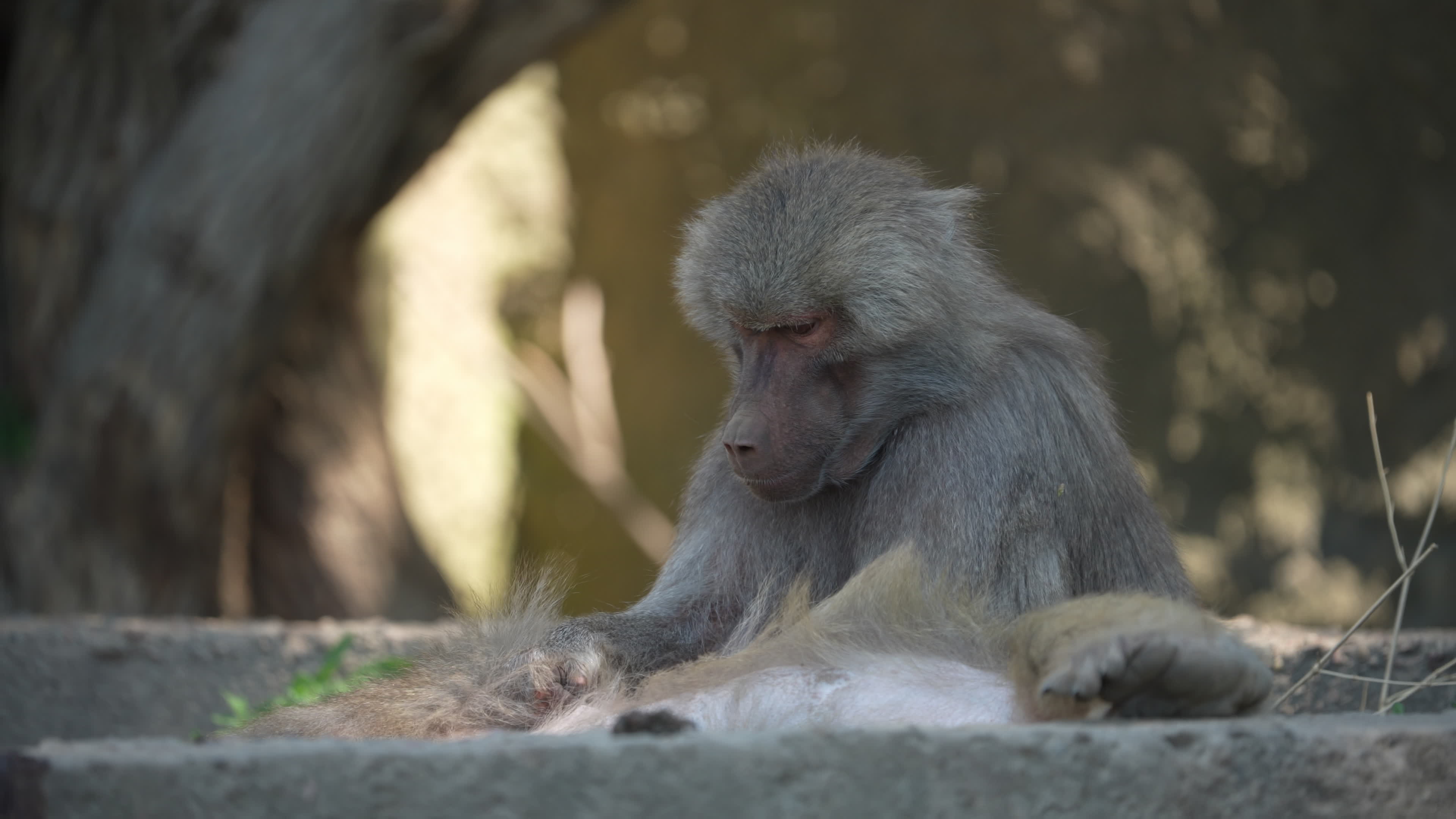 Animals at Warsaw Zoo take cover as heatwave hits