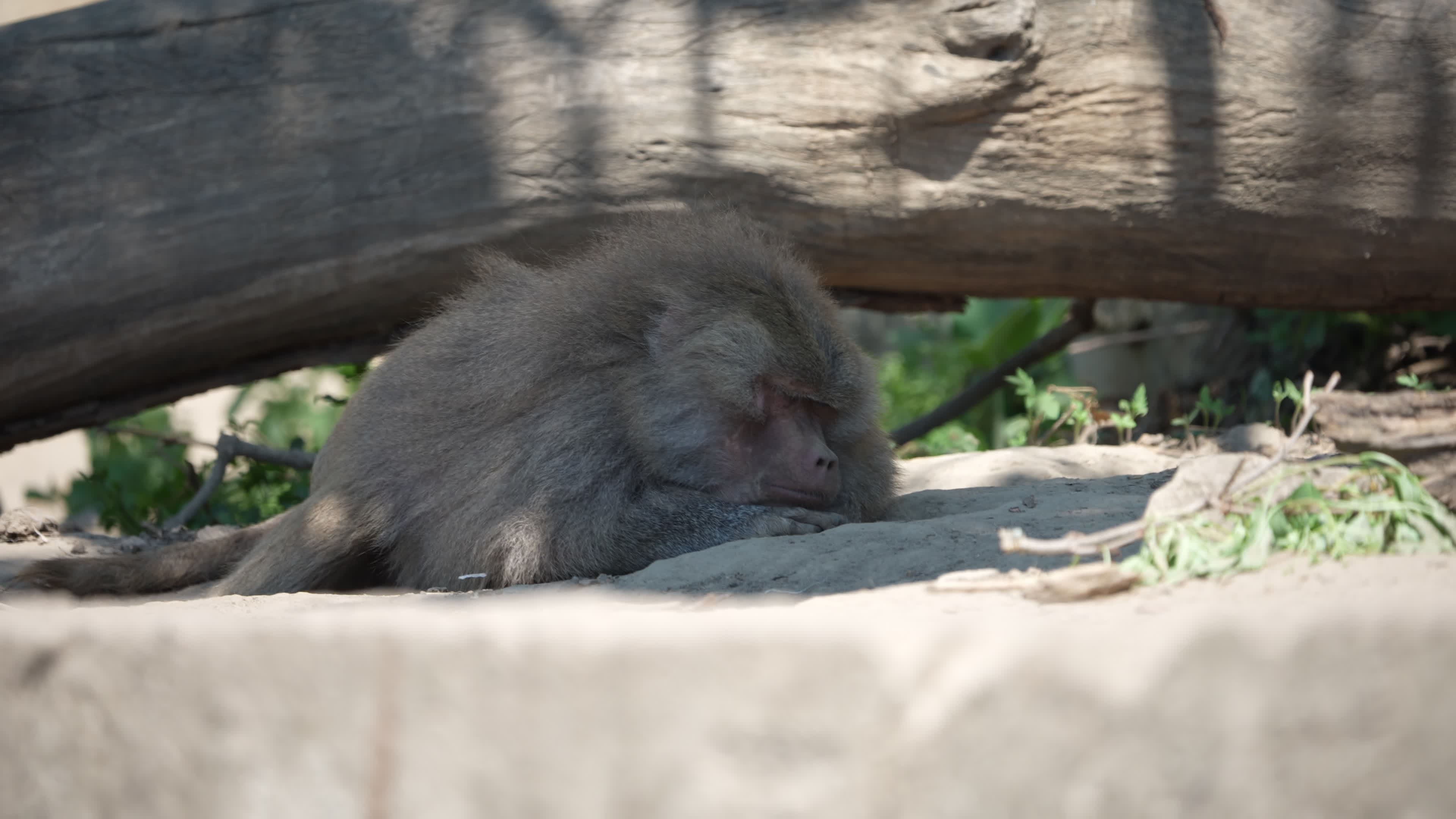 Animals at Warsaw Zoo take cover as heatwave hits