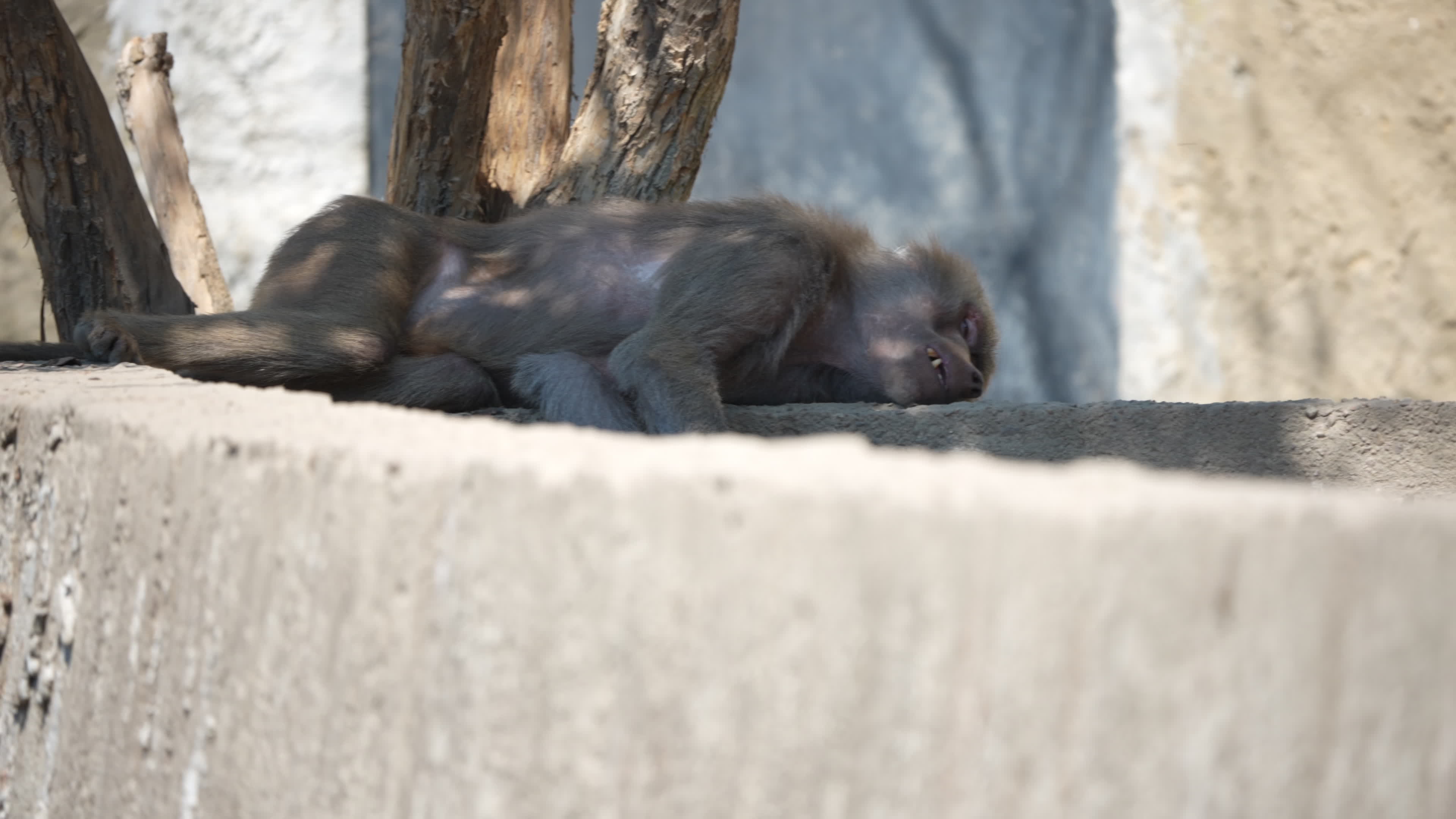 Animals at Warsaw Zoo take cover as heatwave hits