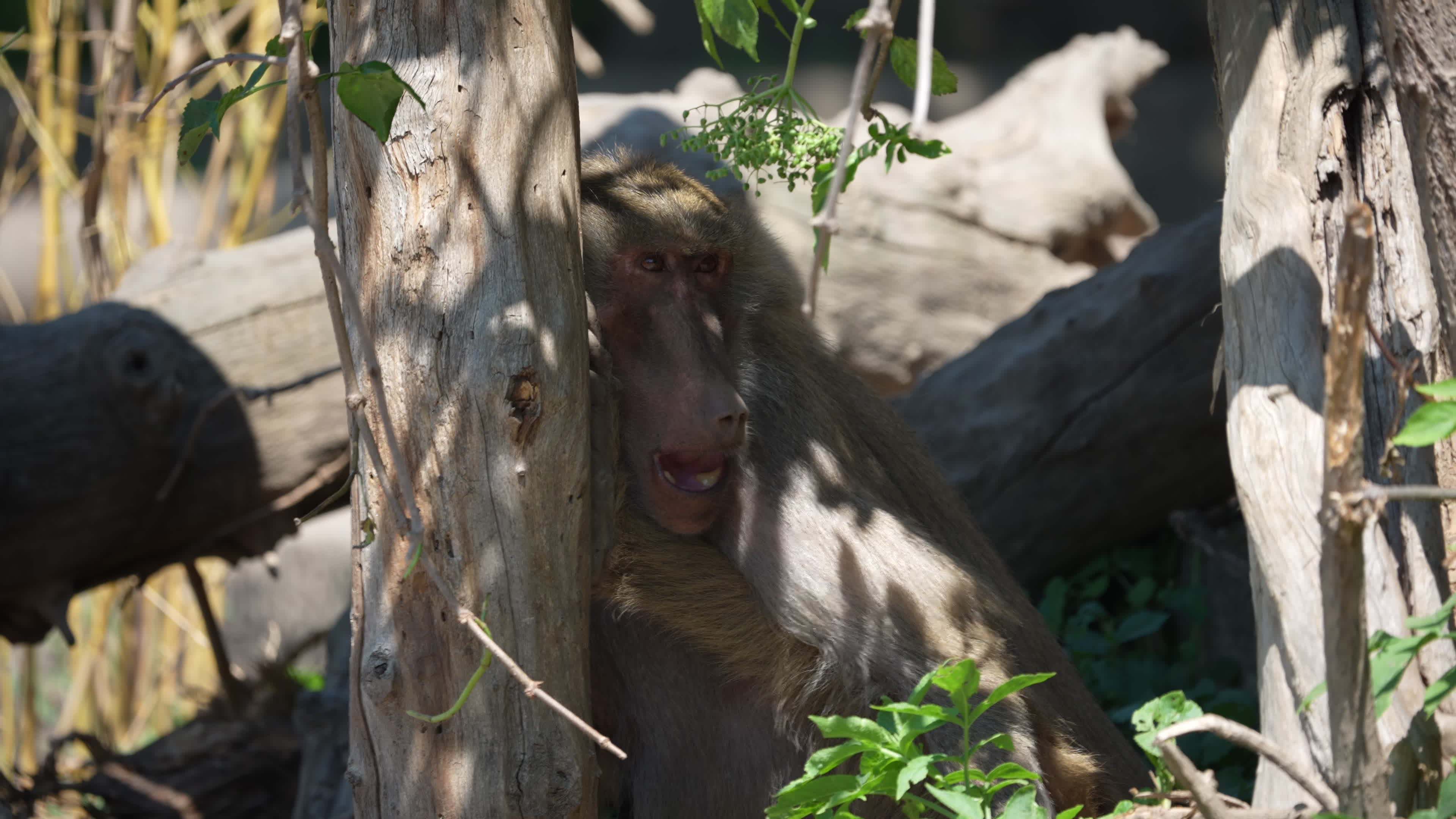 Animals at Warsaw Zoo take cover as heatwave hits