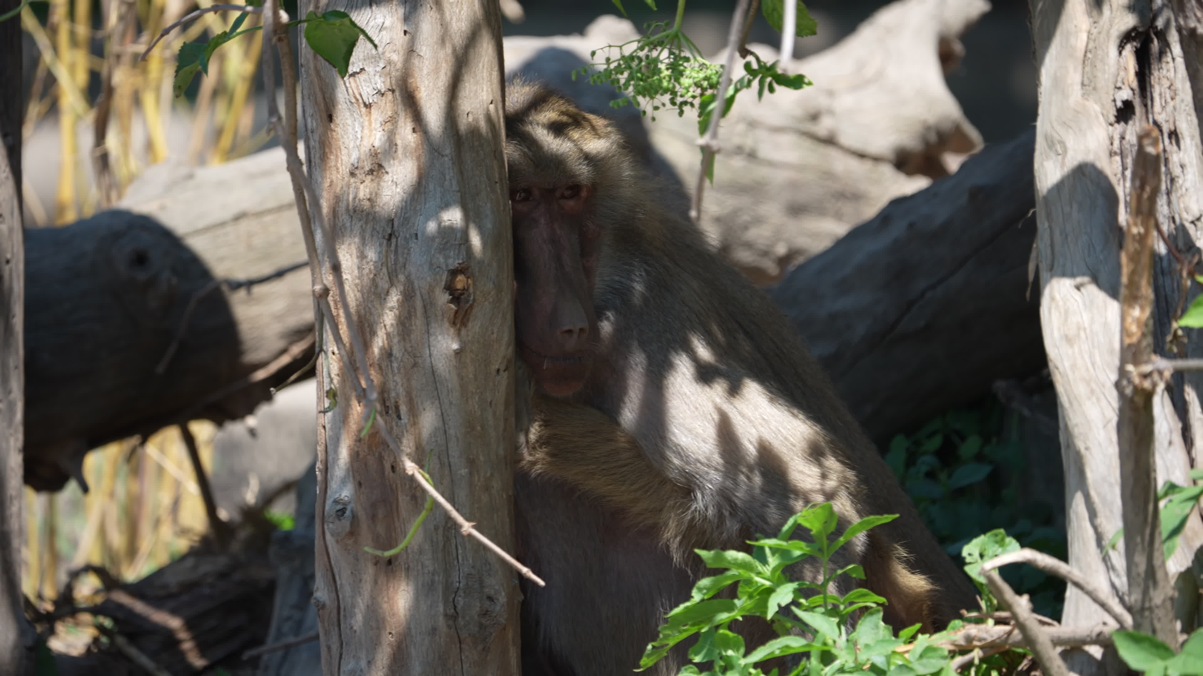 Animals at Warsaw Zoo take cover as heatwave hits