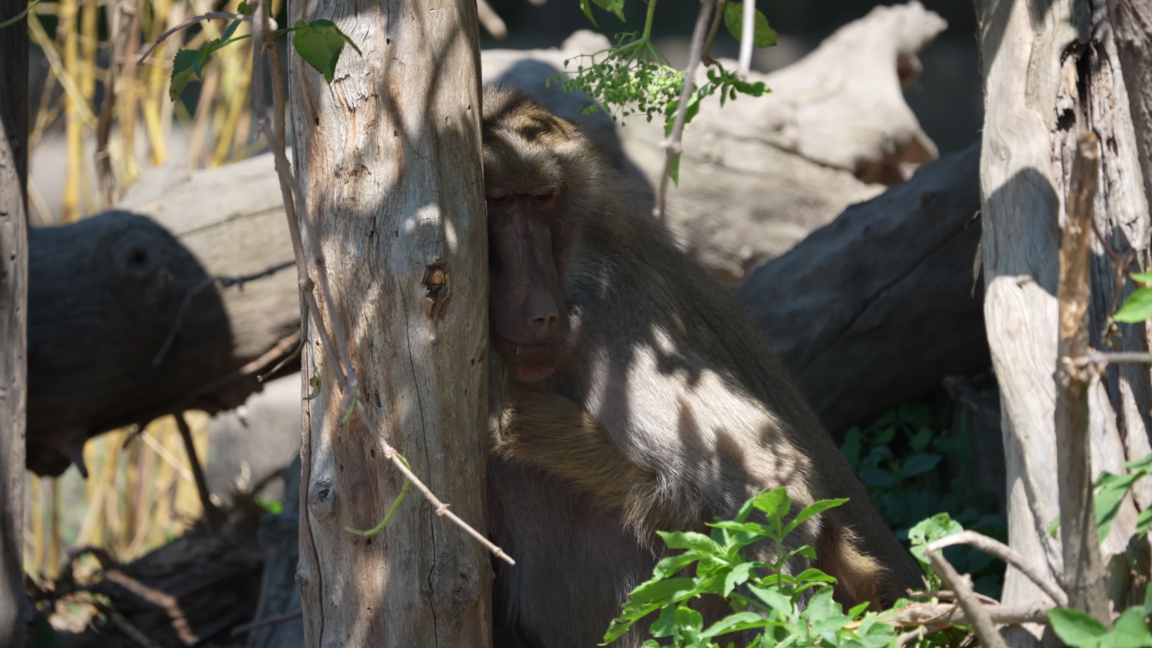 Animals at Warsaw Zoo take cover as heatwave hits