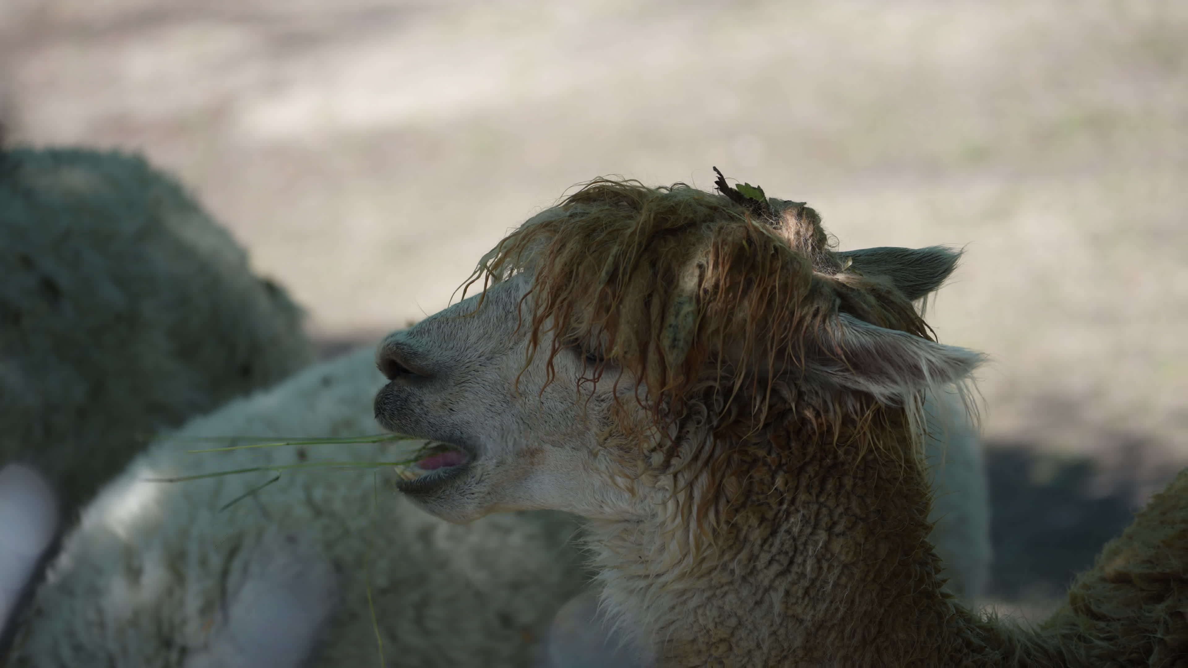 Animals at Warsaw Zoo take cover as heatwave hits