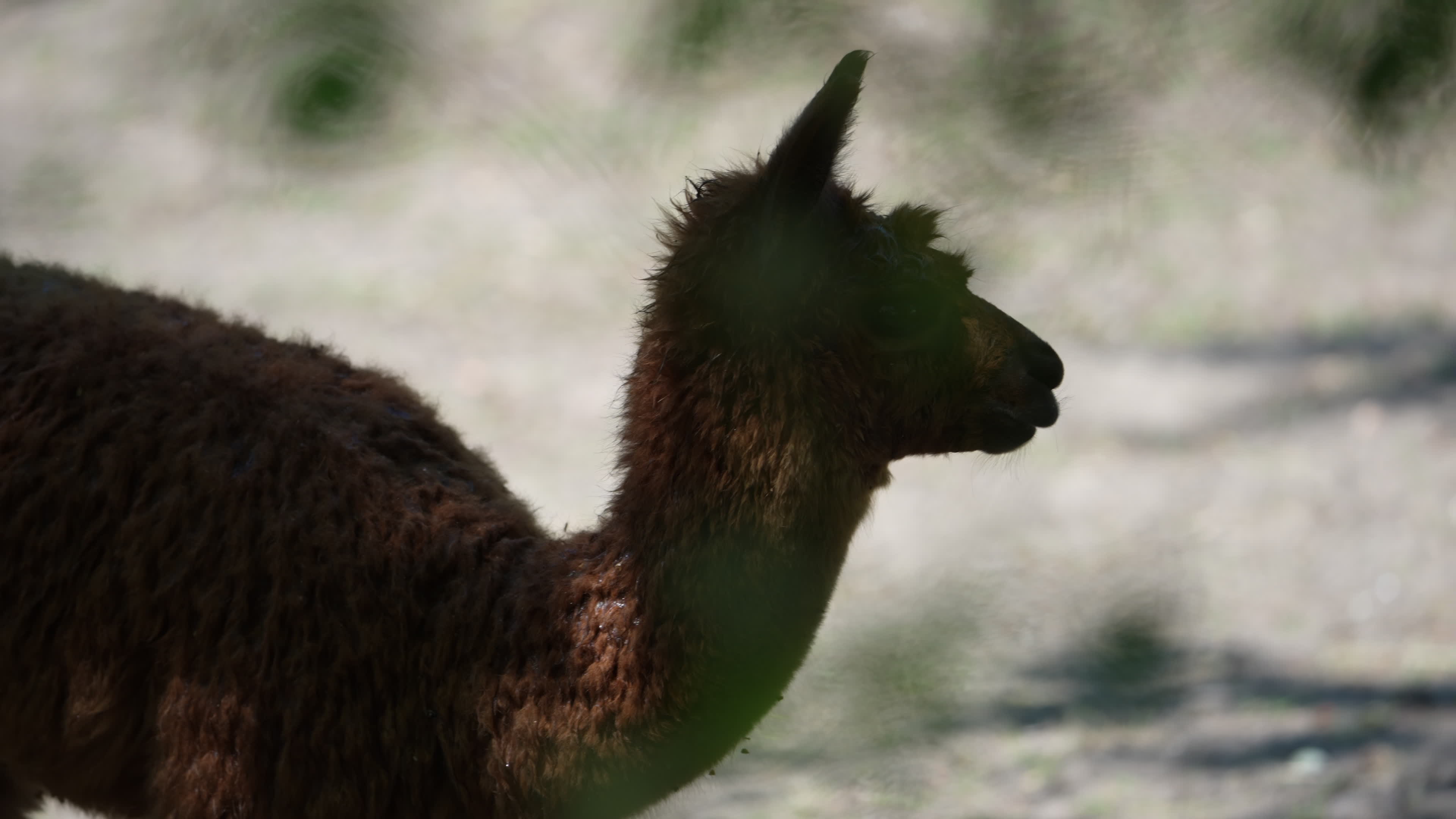 Animals at Warsaw Zoo take cover as heatwave hits