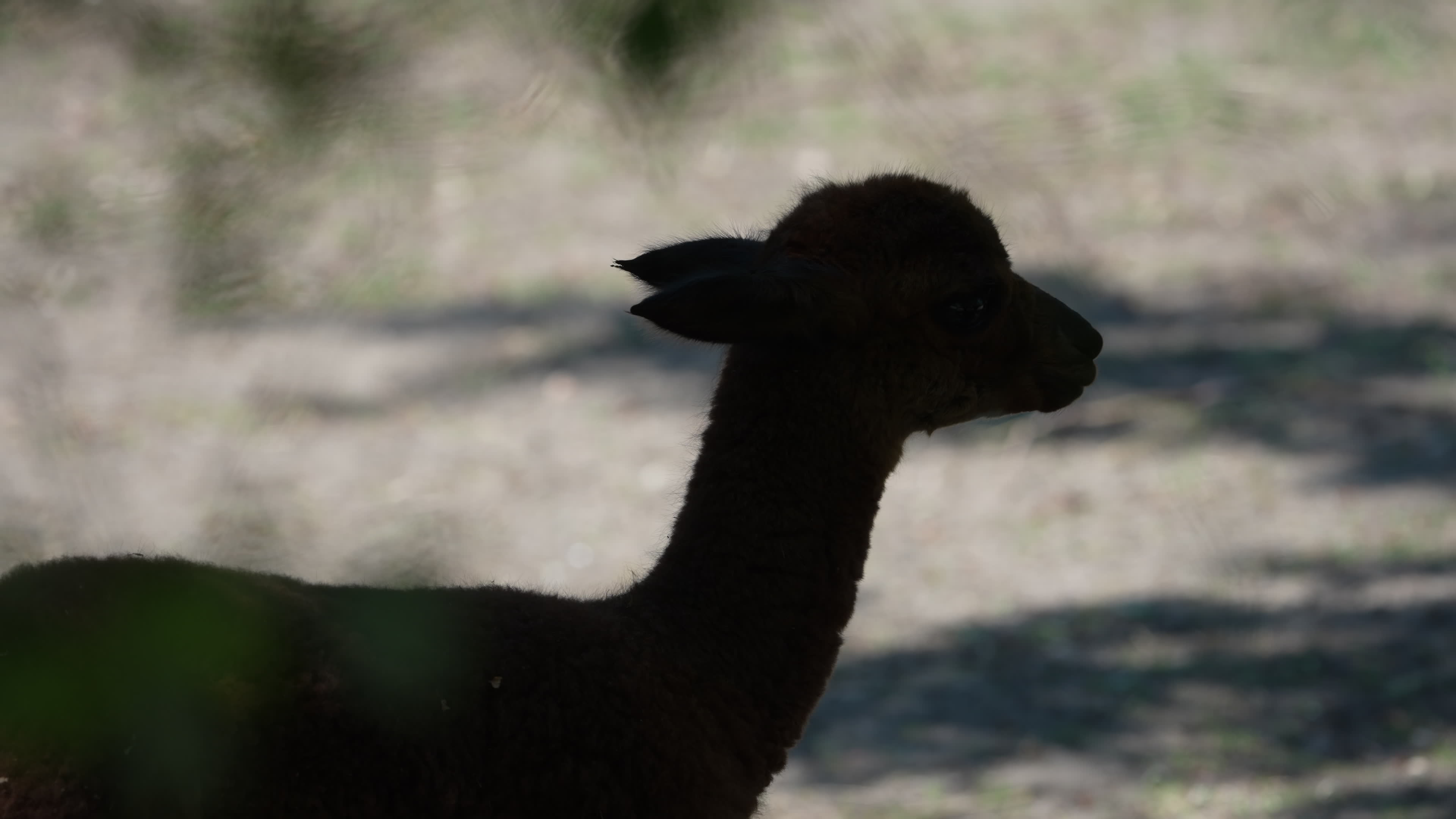 Animals at Warsaw Zoo take cover as heatwave hits
