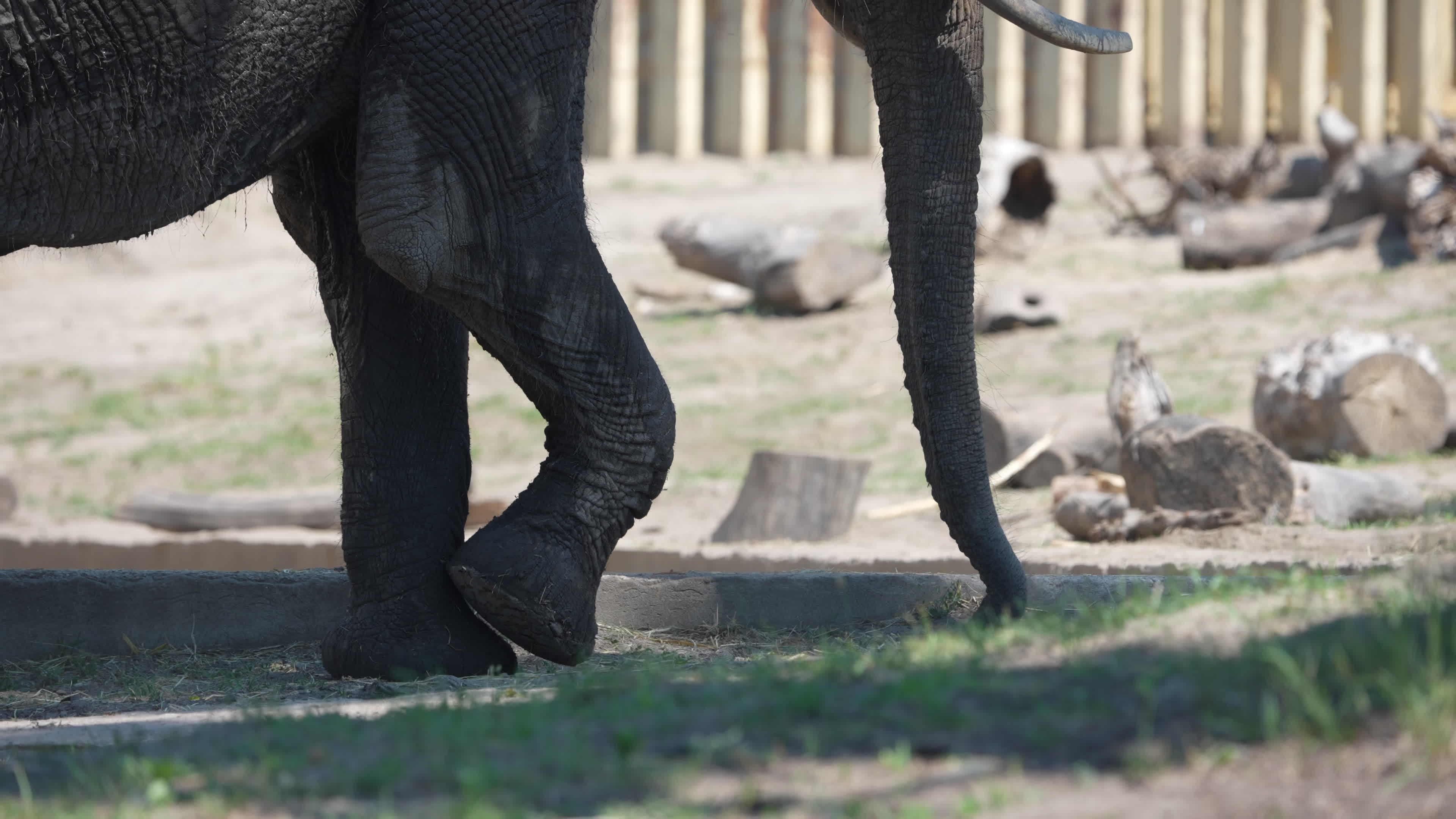 Animals at Warsaw Zoo take cover as heatwave hits