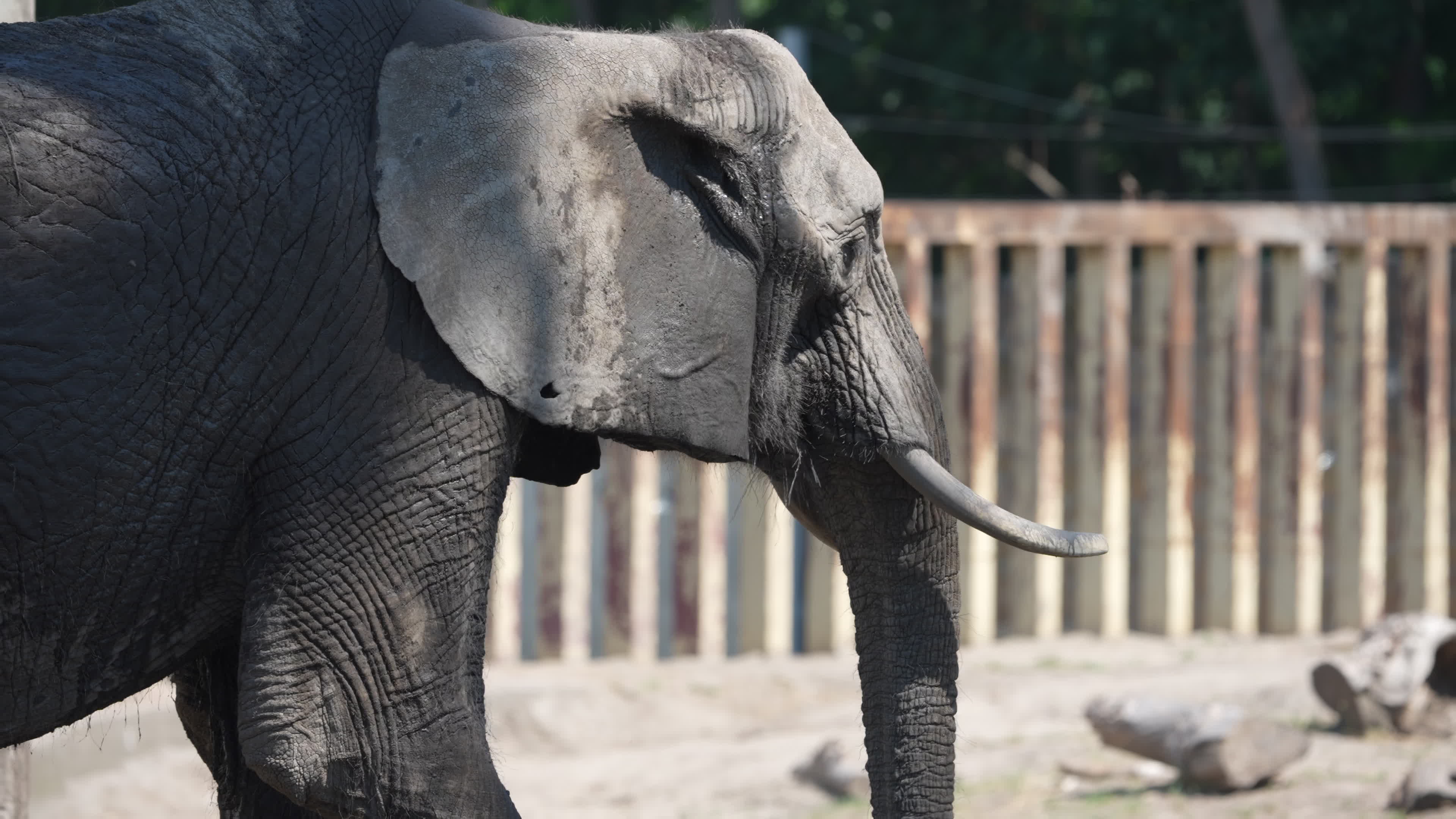 Animals at Warsaw Zoo take cover as heatwave hits
