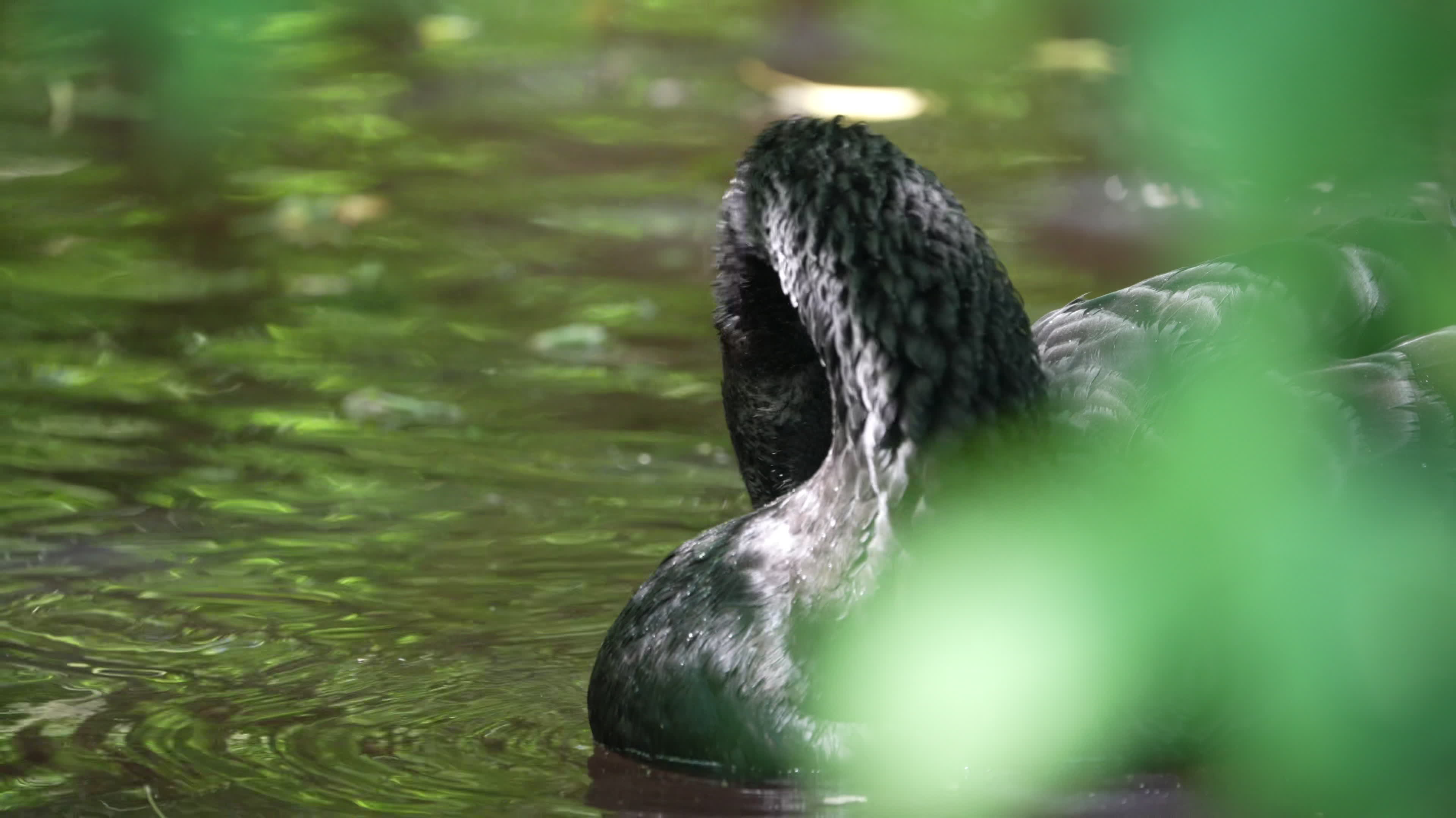 Animals at Warsaw Zoo take cover as heatwave hits