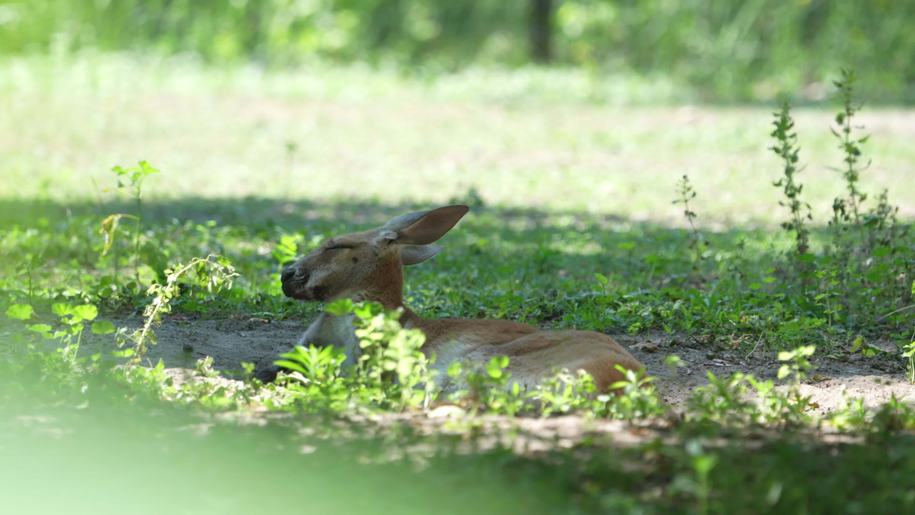 Animals at Warsaw Zoo take cover as heatwave hits