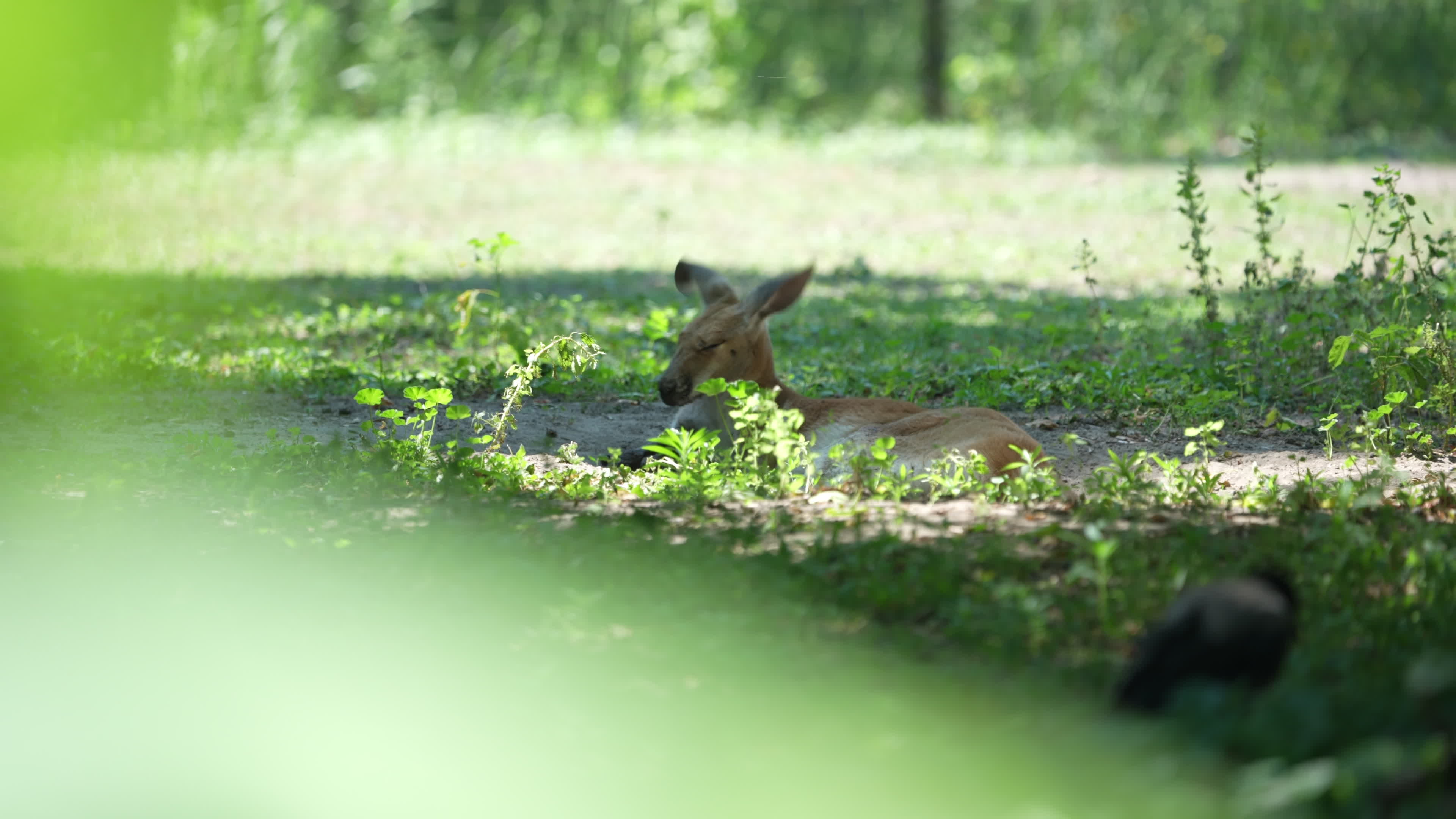 Animals at Warsaw Zoo take cover as heatwave hits
