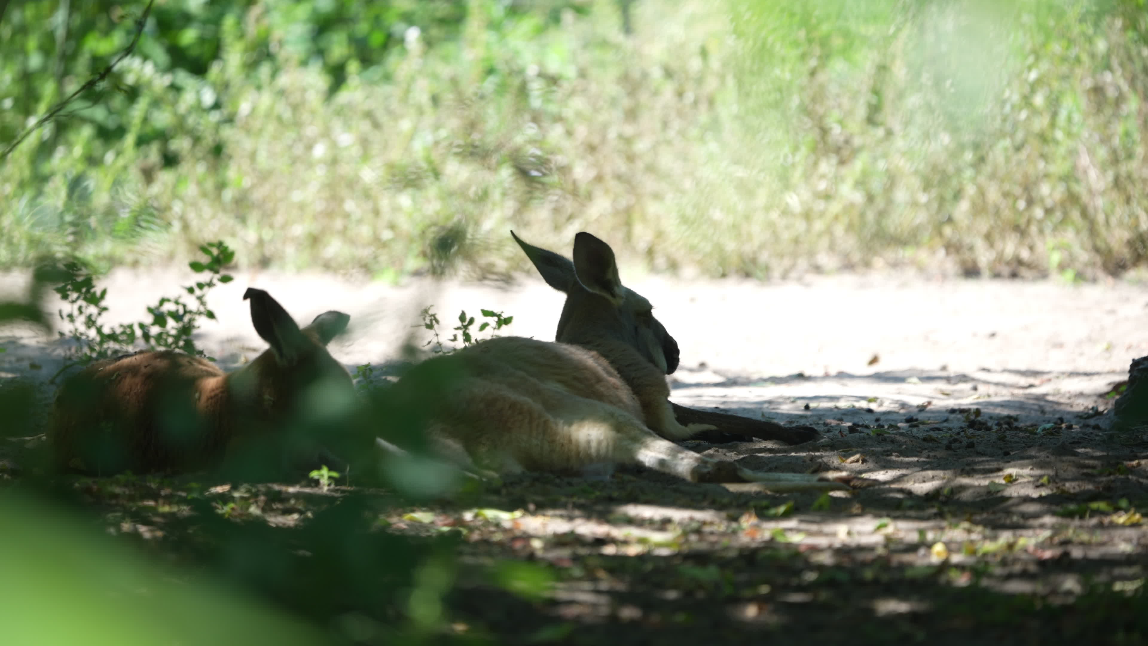 Animals at Warsaw Zoo take cover as heatwave hits