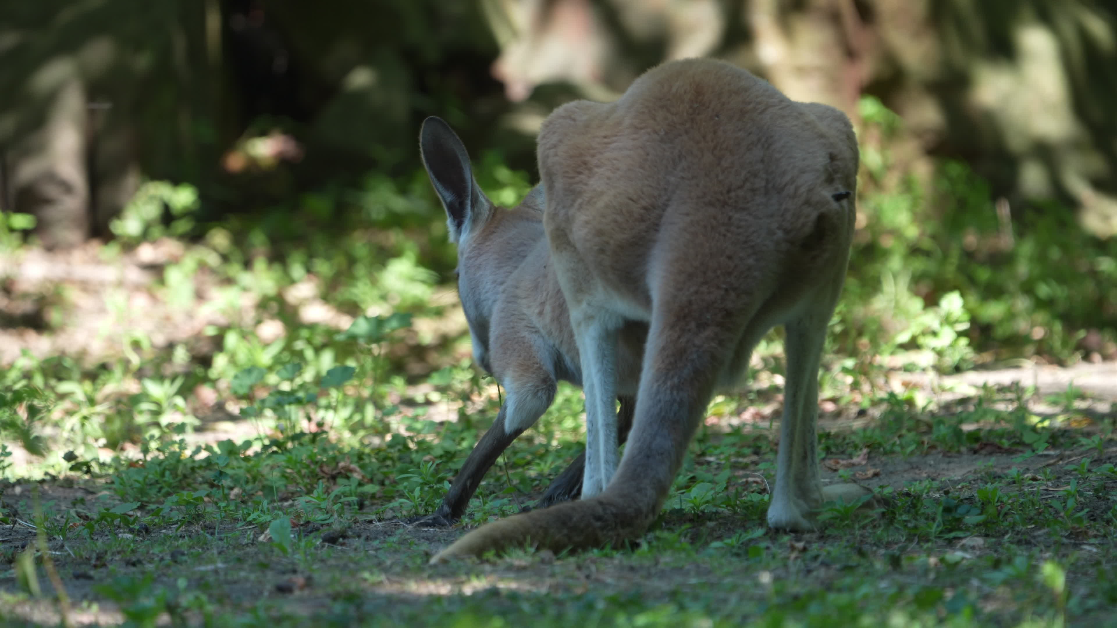 Animals at Warsaw Zoo take cover as heatwave hits