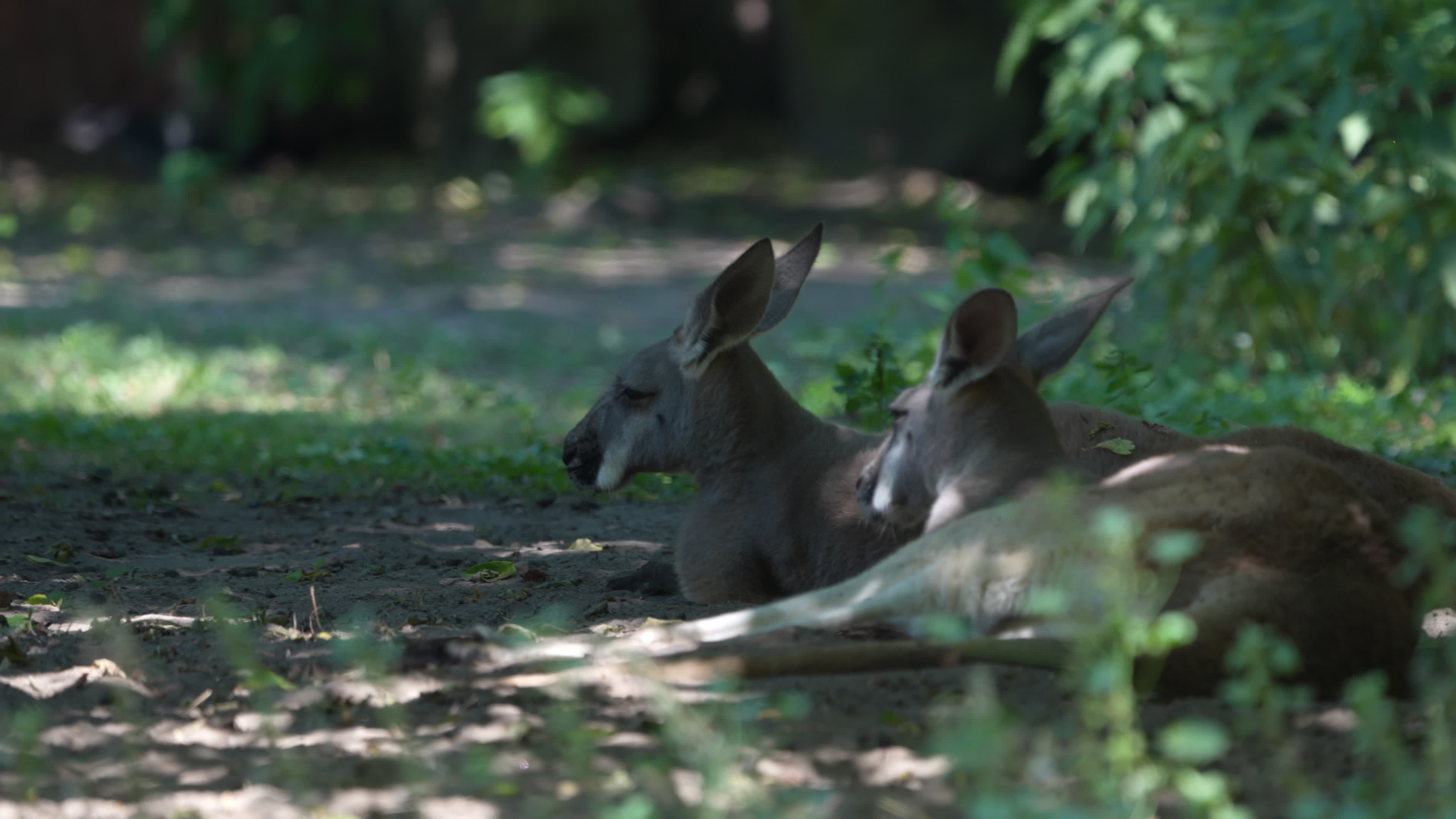 Animals at Warsaw Zoo take cover as heatwave hits
