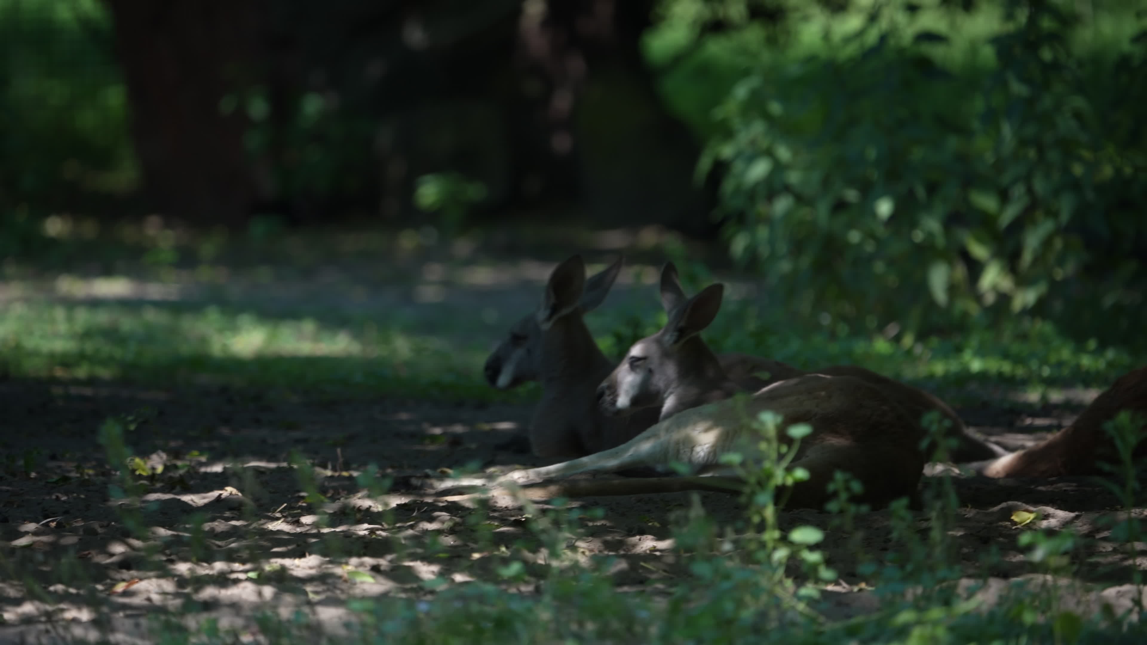 Animals at Warsaw Zoo take cover as heatwave hits
