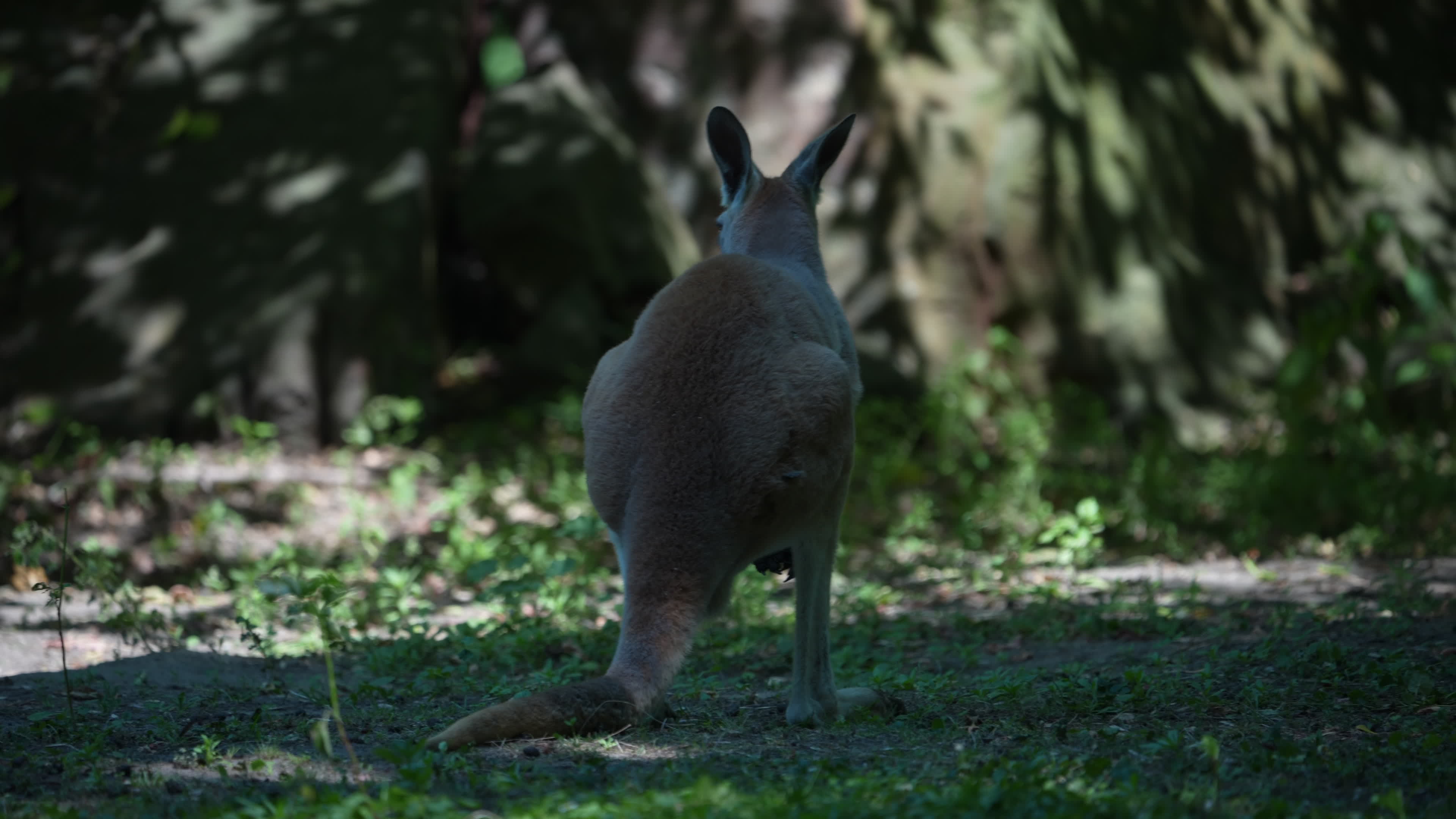 Animals at Warsaw Zoo take cover as heatwave hits